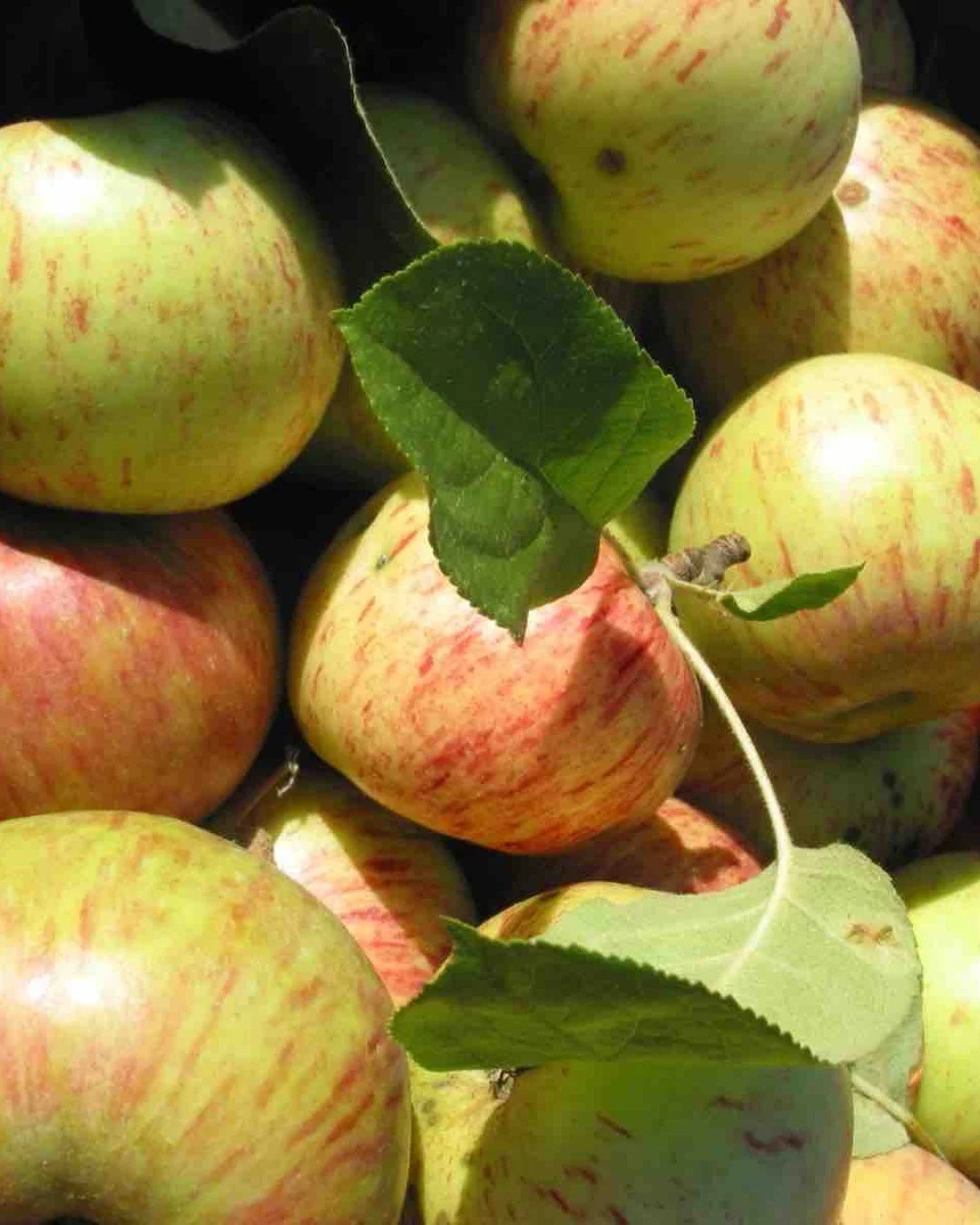 Apples and pears oh, my! OGC&rsquo;s Peak Picks of the Week: 

✔️ Crisp, juicy with a beautiful, sweet tart balance, NW grown Gravenstein apples are an heirloom favorite worth seeking out.

✔️ Bananas are having a moment, and September&rsquo;s GROW M