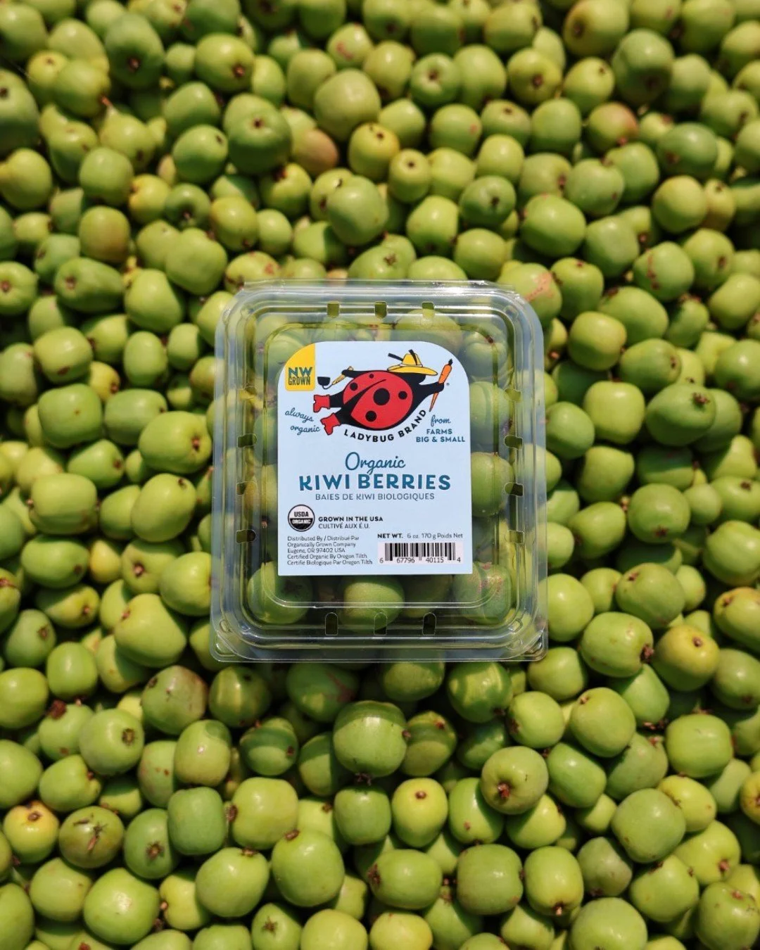Organic, Northwest grown kiwi berries are back for their short &amp; sweet fall season.

They look a little like grapes, taste unmistakably like a kiwi, and you can pop the whole thing in your mouth, smooth skin and all.

Kiwi berries are harvested f