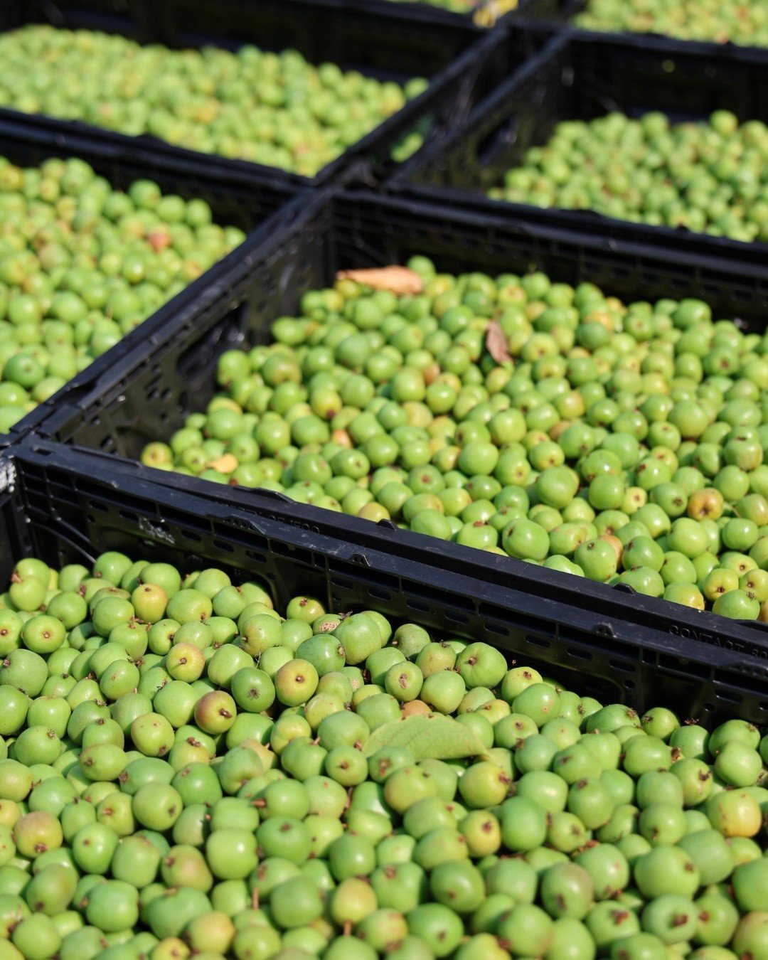 Busy brains love tasty snacks, and your shoppers are on the lookout for easy, tasty treats for lunch boxes and snack plates.
Enter kiwi berries!

Pile up displays of grab and go fruits and tell shoppers about this special, limited time, Northwest gro