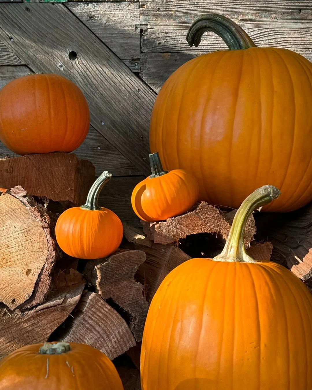🚌 The kids are back in school, leaves are starting to turn and the scent of cinnamon and nutmeg is wafting out of every coffee shop. It's officially fall, and that means it's time to pack your department with pumpkins of all shapes and sizes.

💛 Th