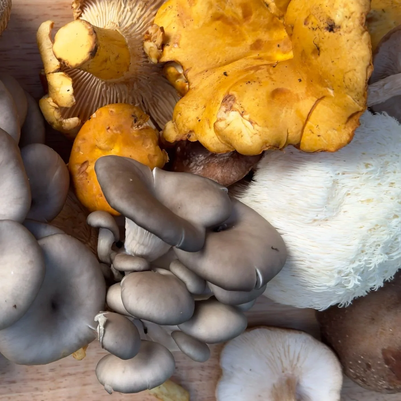 Marvelous Mushrooms