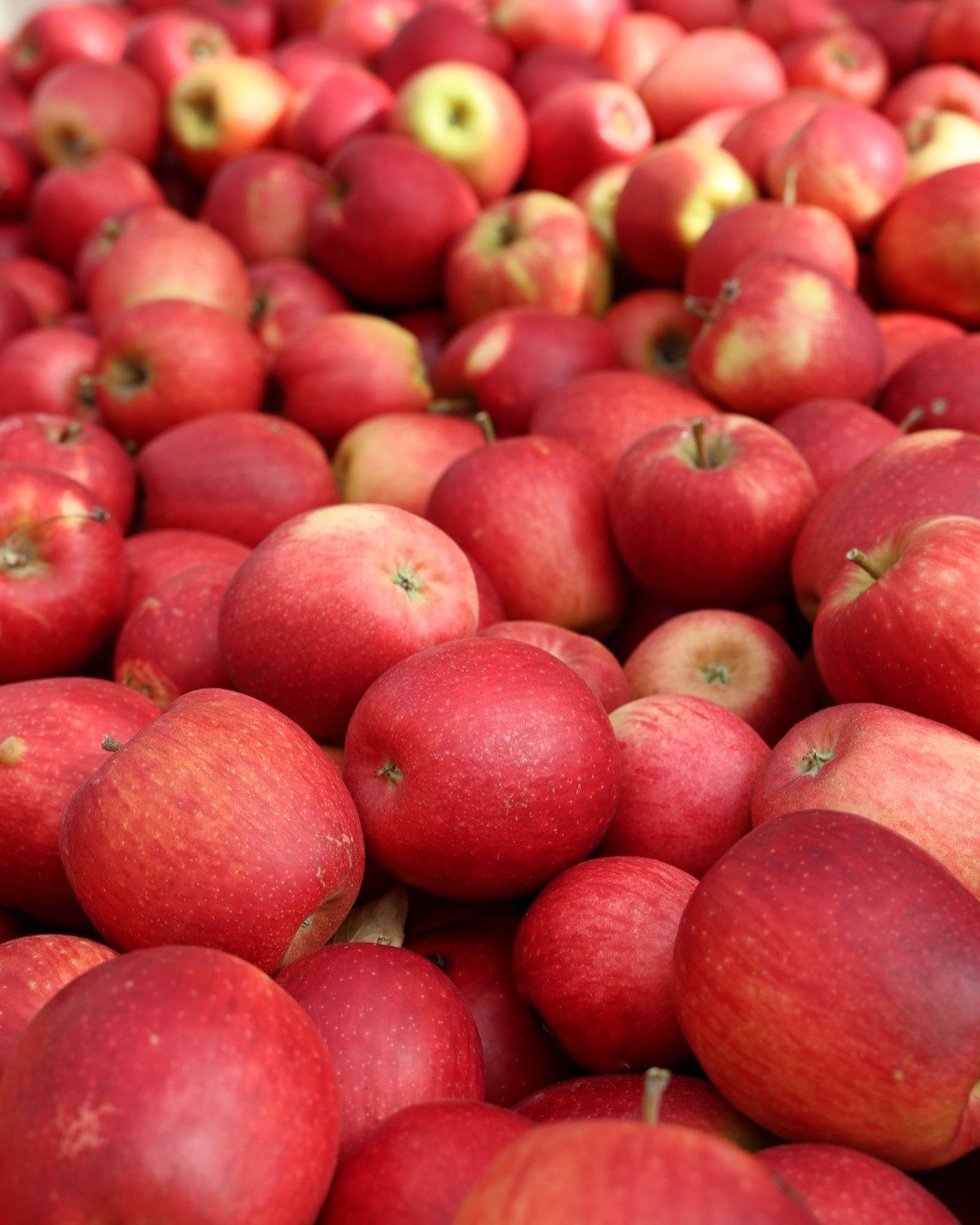 The Pacific Northwest, with cool winters and long springs, has an ideal climate for growing apples. The region grows the vast majority of apples in the country. September is when the season gets started, but as we enter October, we're approaching pea