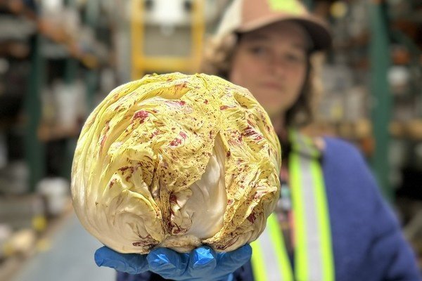 Push is on to grow consumption of organic radicchio