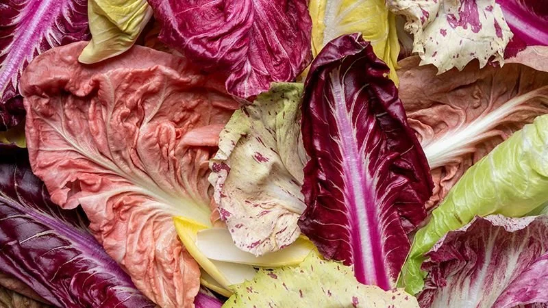 Radicchio takes root in the Northwest