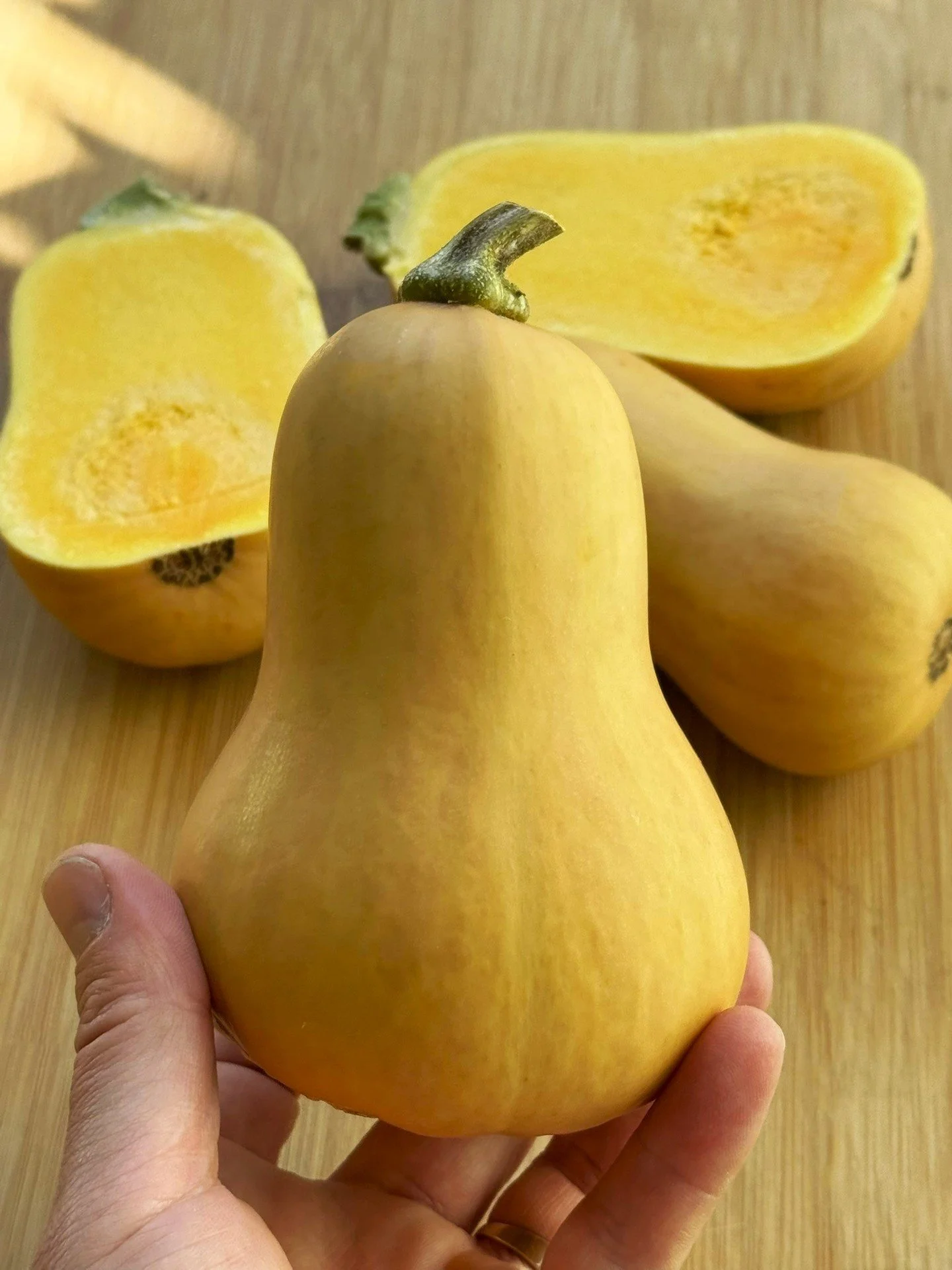 👉 👉 Our Peak Picks of the Week:

💫 Think of Honeypatch squash as a smaller Butternut with supercharged flavor. Developed in partnership with flavor-focused Row 7 Seed Co., this squash is intentionally a single serving and has thin, edible skin.

?