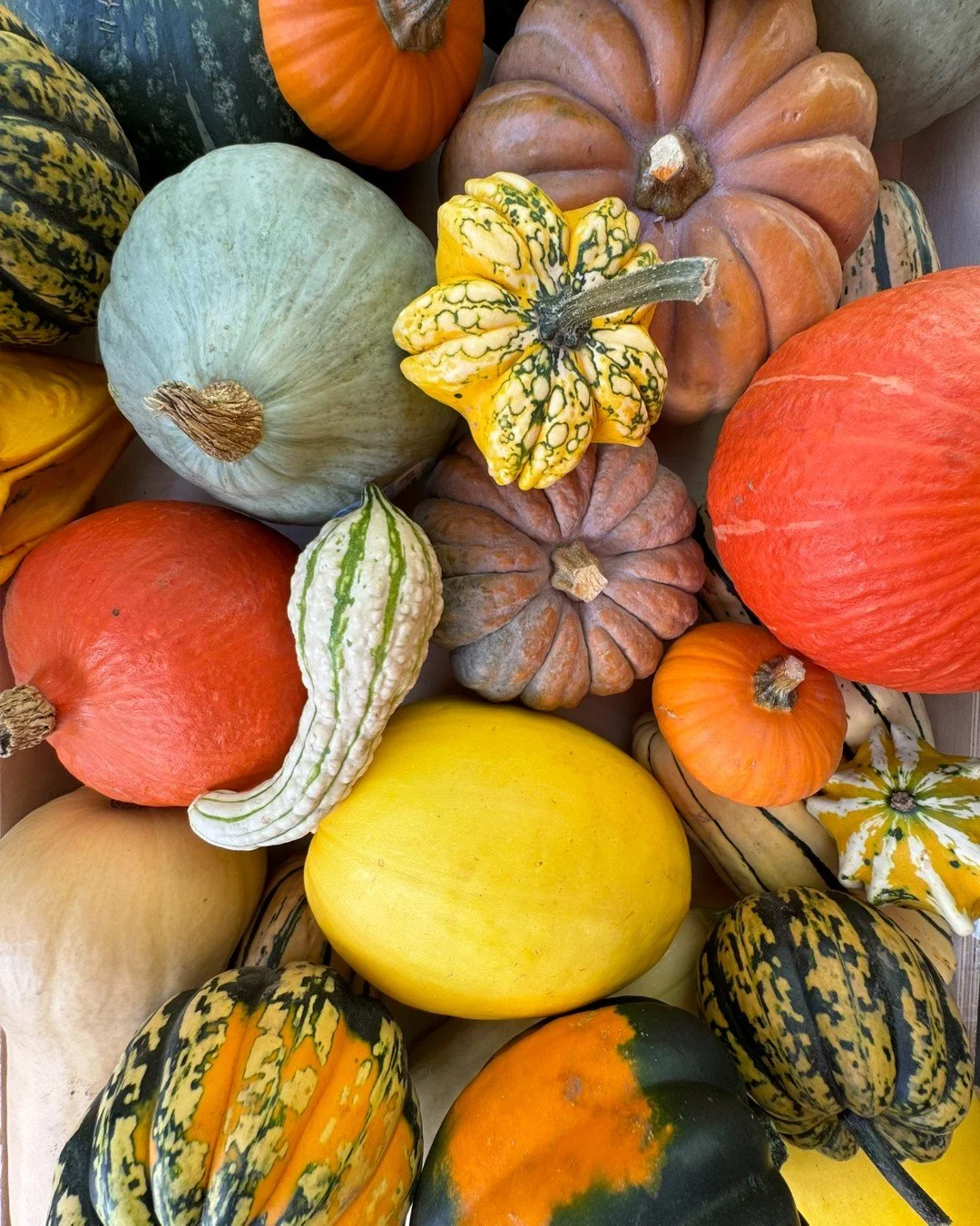 Do you know where winter squash gets its name? It's not because people love to smash pumpkins. When referring to the vegetable, the word squash comes from the Algonquin word &ldquo;askootasquash,&rdquo; which means &ldquo;eaten raw.&rdquo; When early