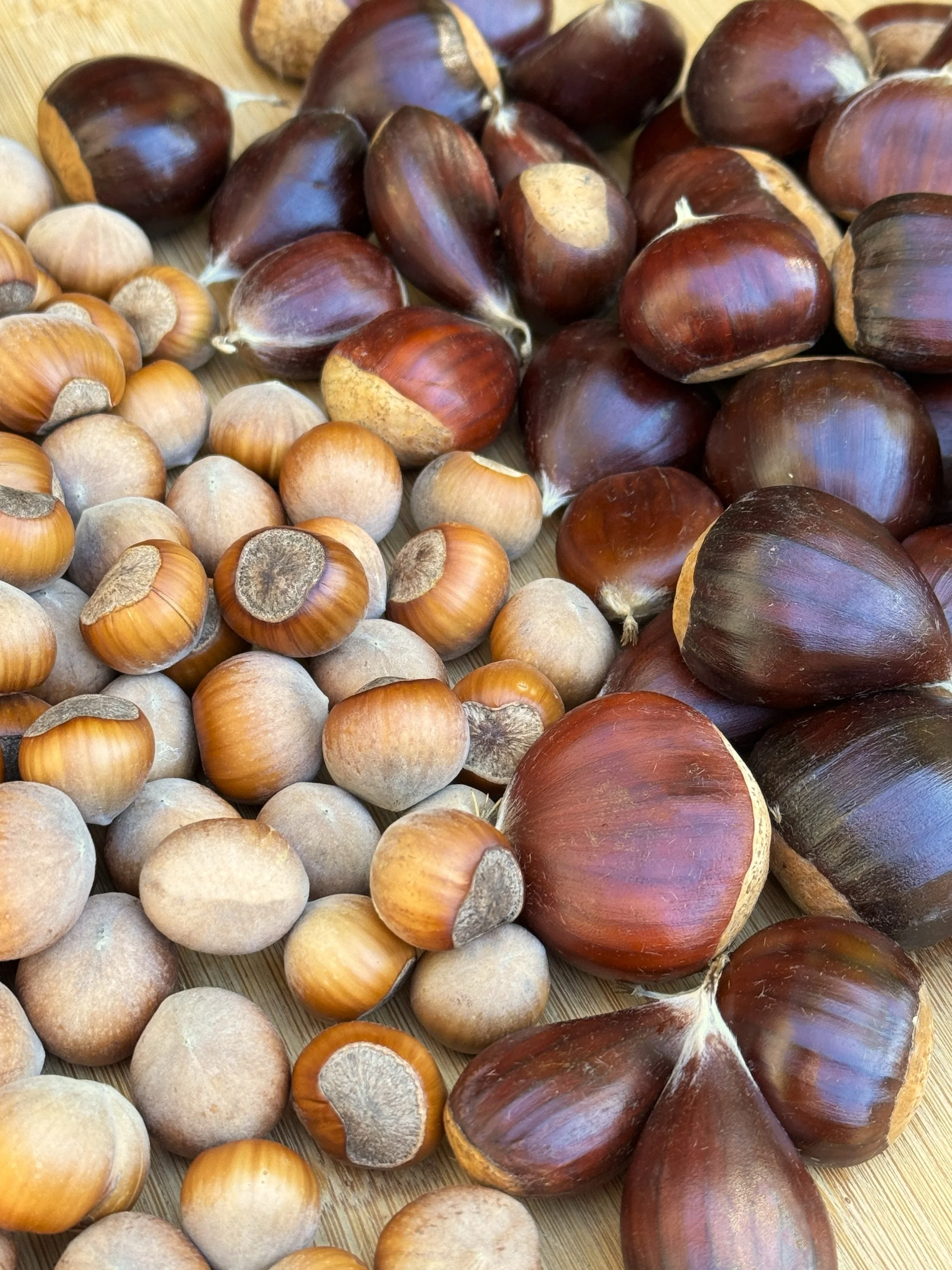 Loads available for fall promotions in OGC&rsquo;s Peak Picks of the Week:

Give shoppers the rich and nutty flavors of fall with the real deal. Not just for roasting over the open fire, chestnuts are delicious craw, baked or boiled to bring out a sw
