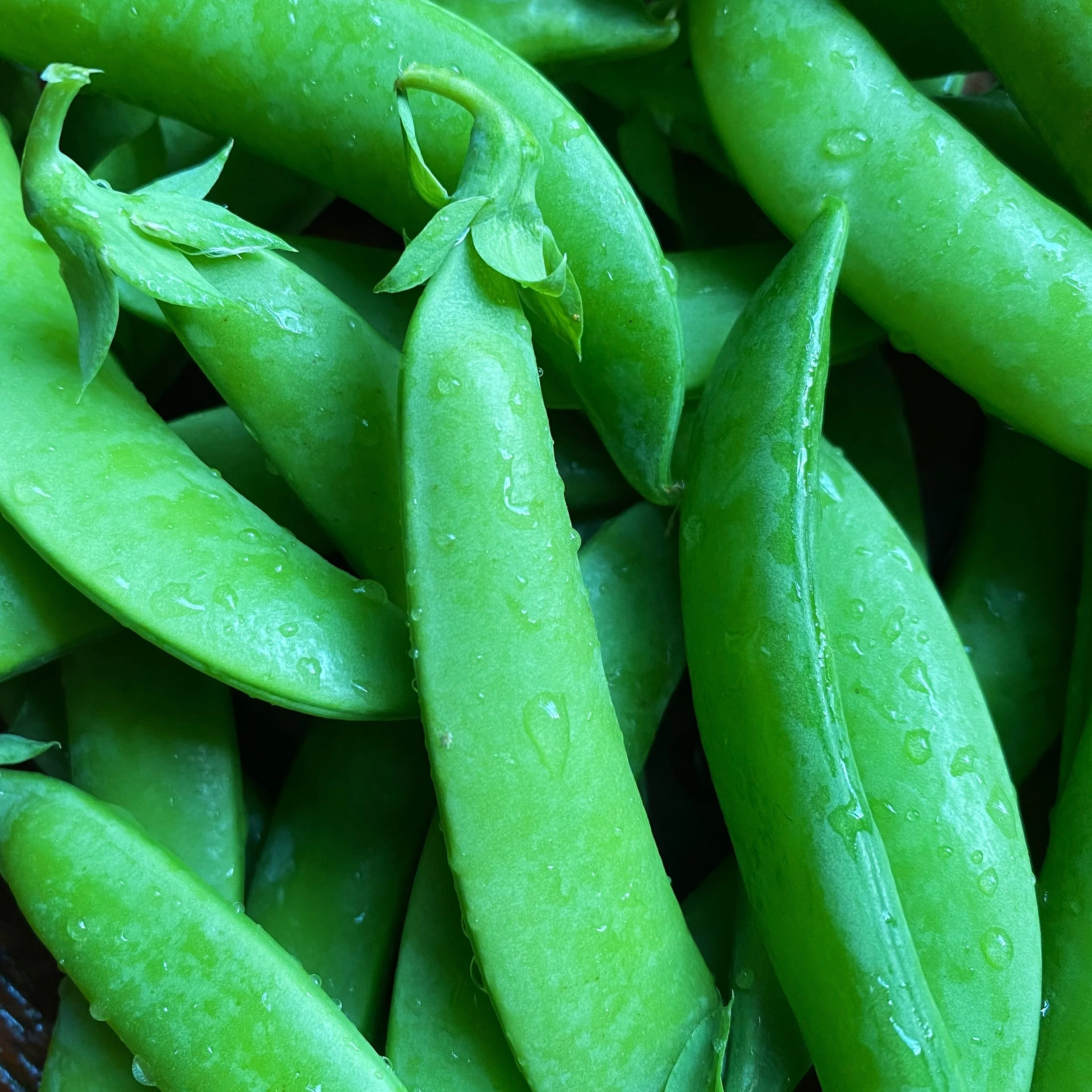 Sugar Snap Peas