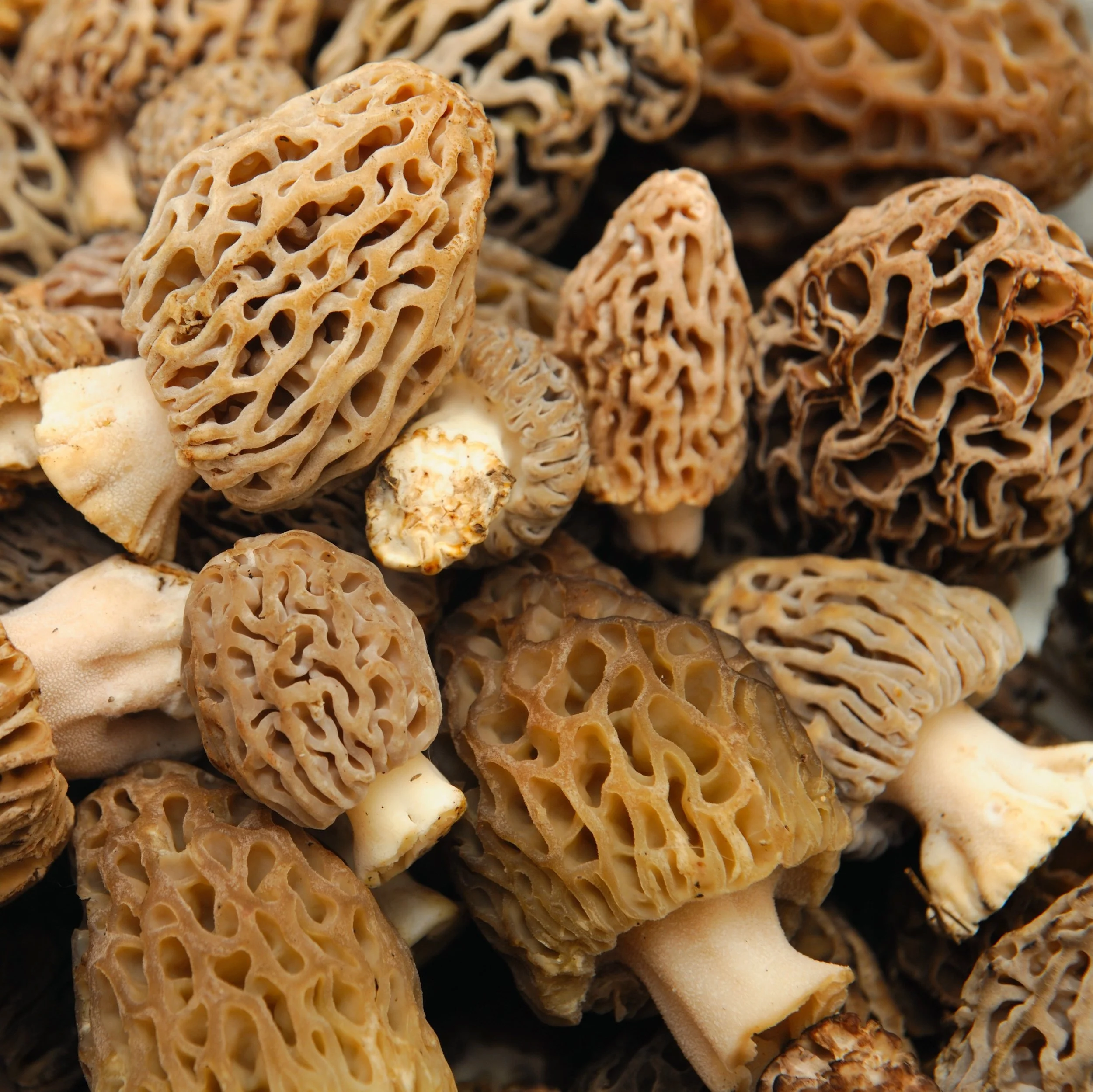 Morel Mushrooms