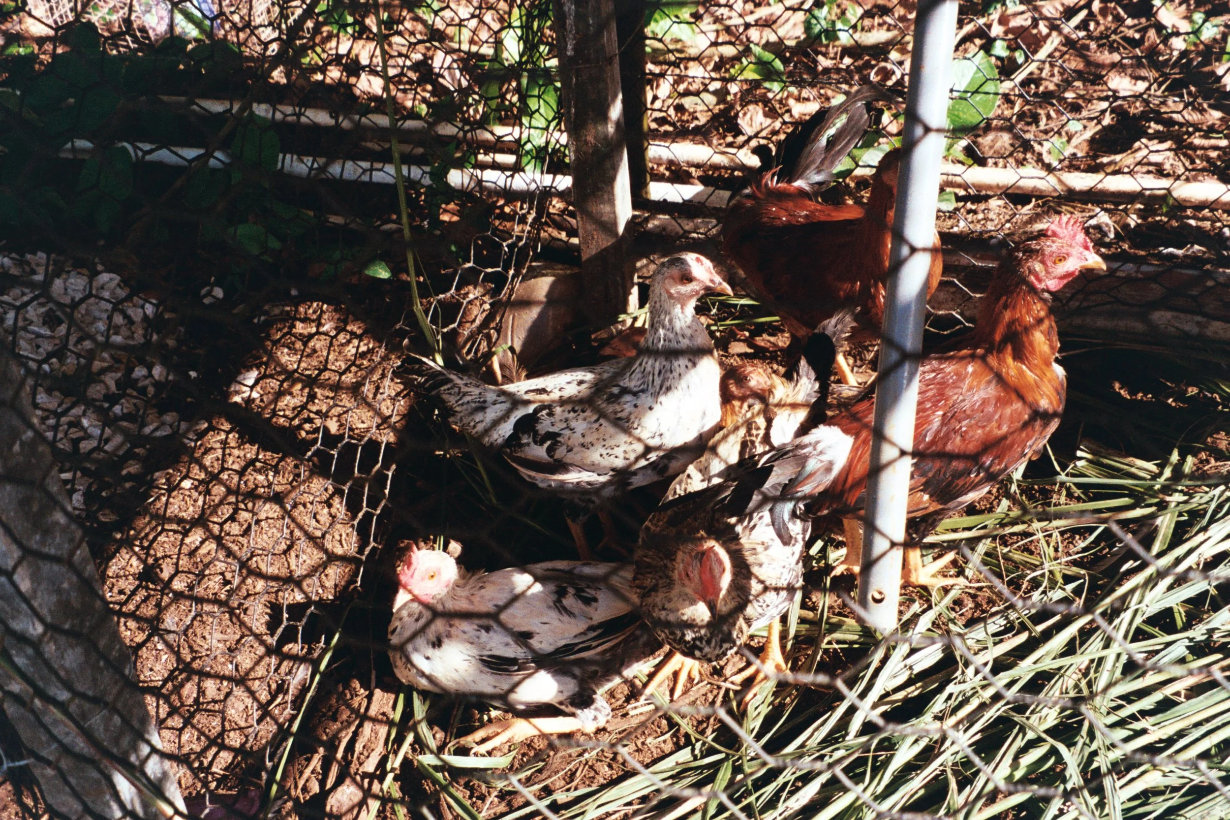 Angel joseu @_angel_me