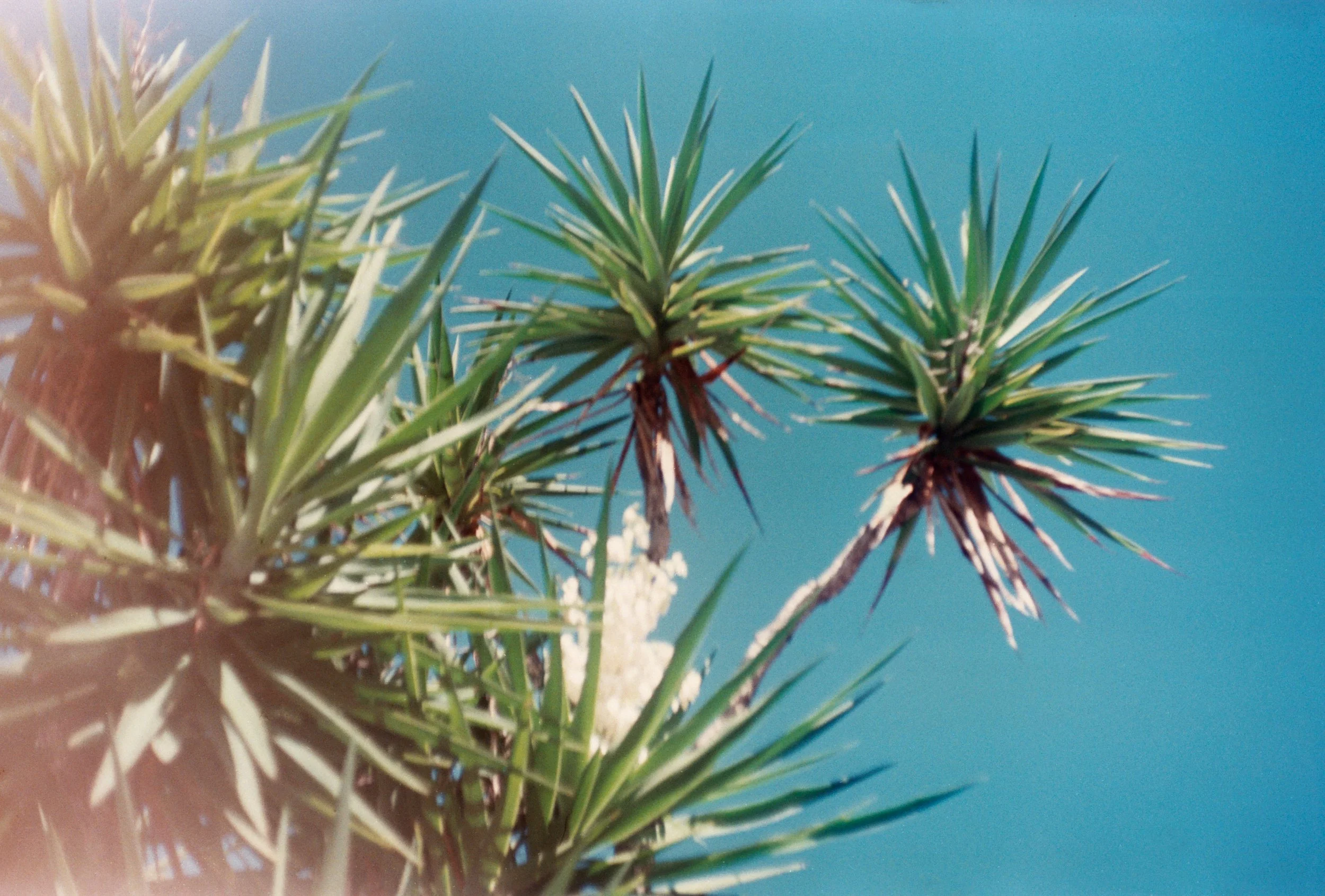 Samantha Feliciano @555princesa