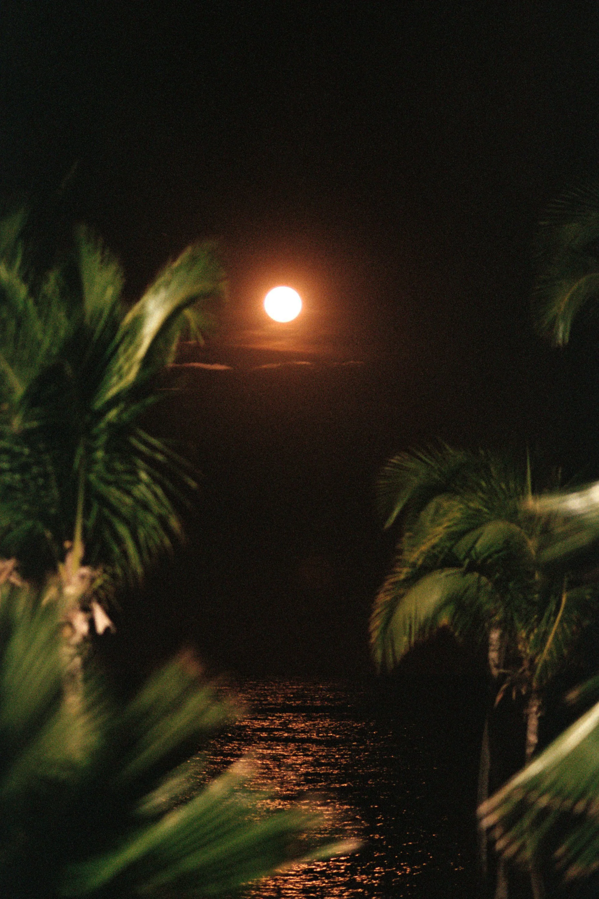 Camille Fontanez @camillefontz