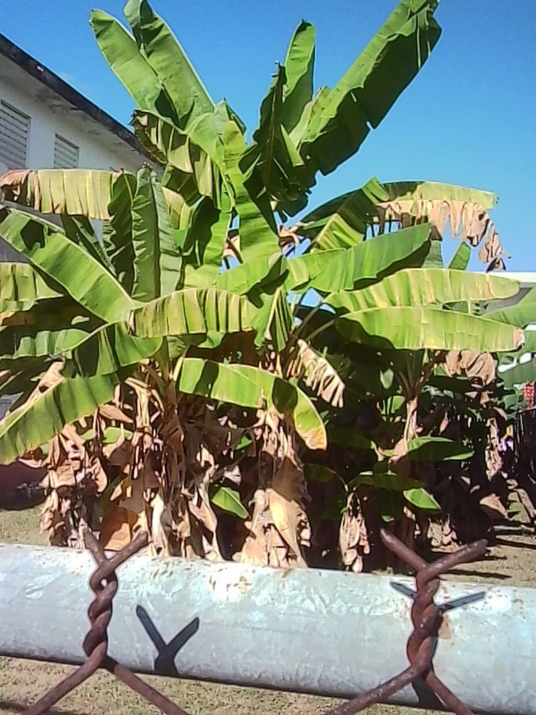 PICT0097.JPG