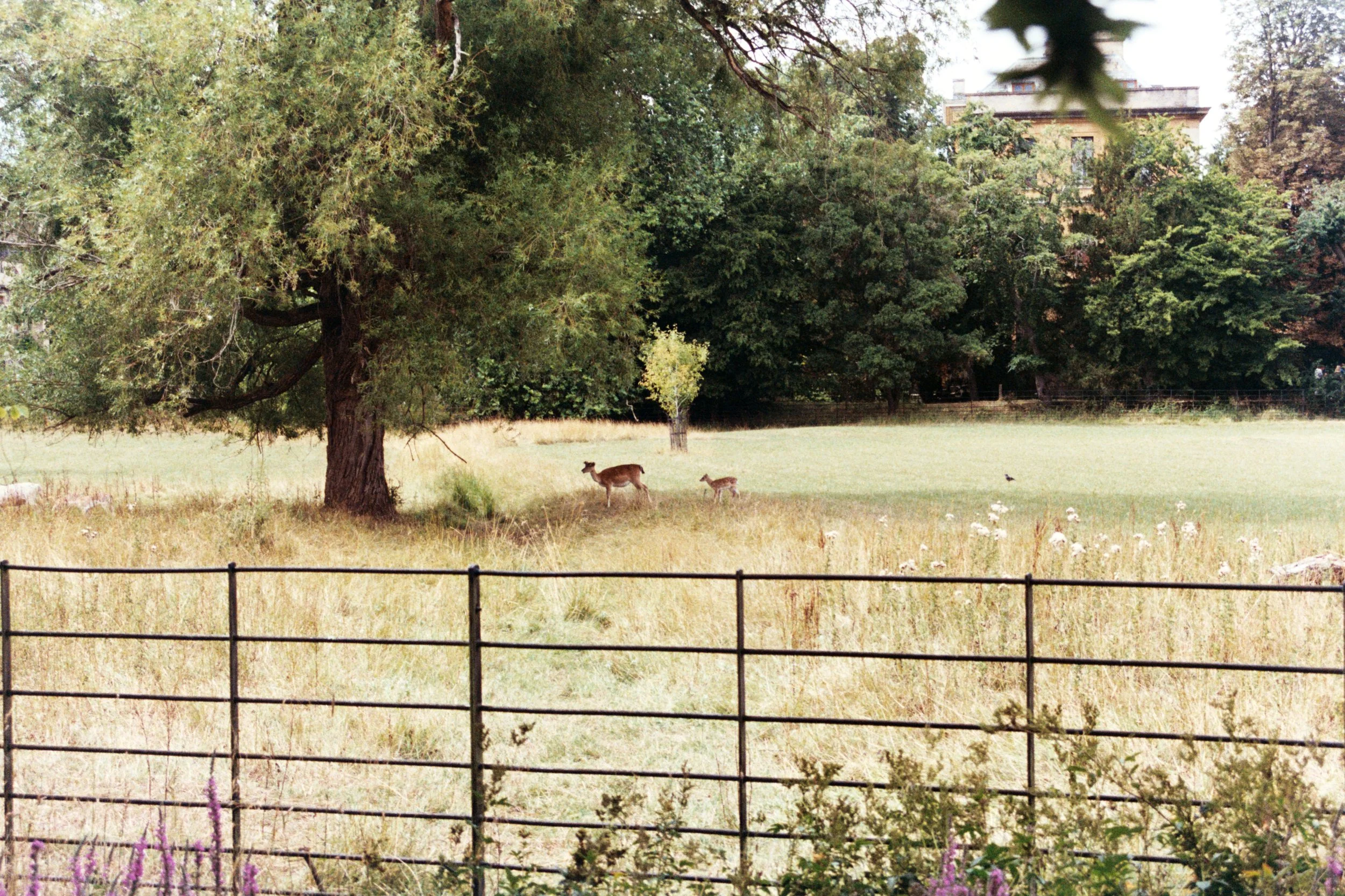 Daliana Cintron @dalianacint