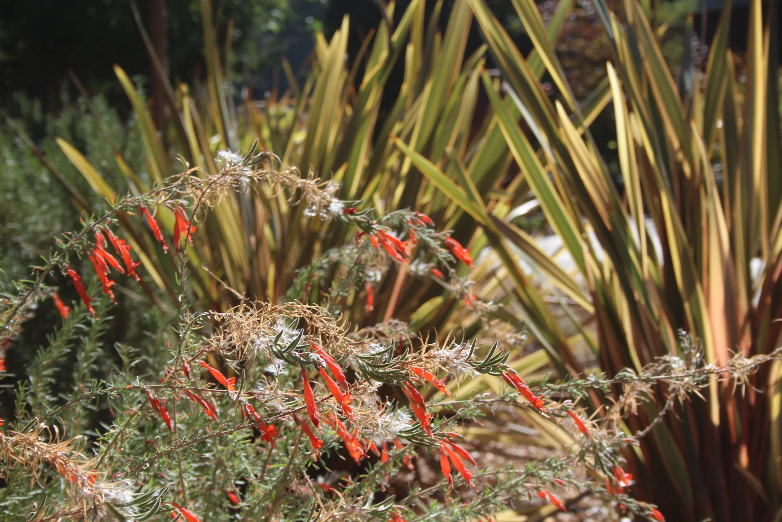 Manzanita Apartments