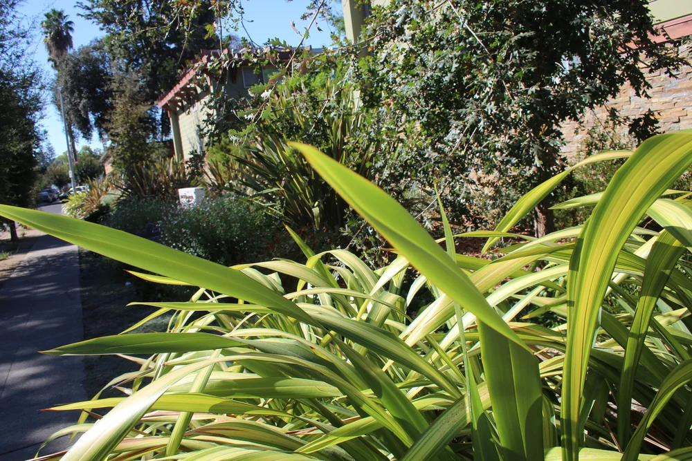 Manzanita Apartments