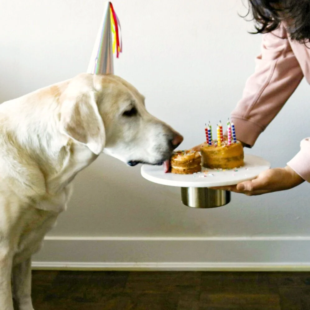 apple dog cake