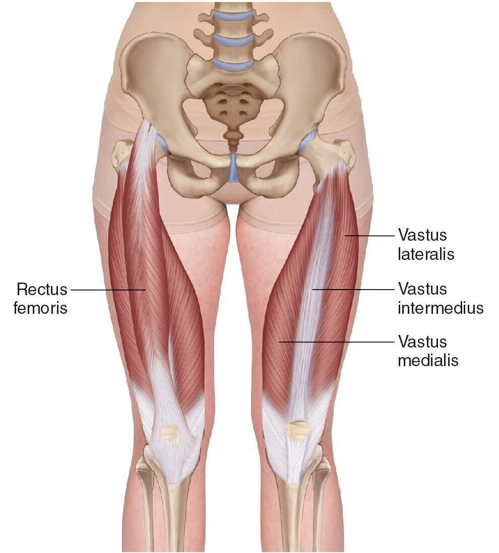 Muscle Of The Day: Quadriceps — Experience Physical Therapy - Buffalo  Grove, Il