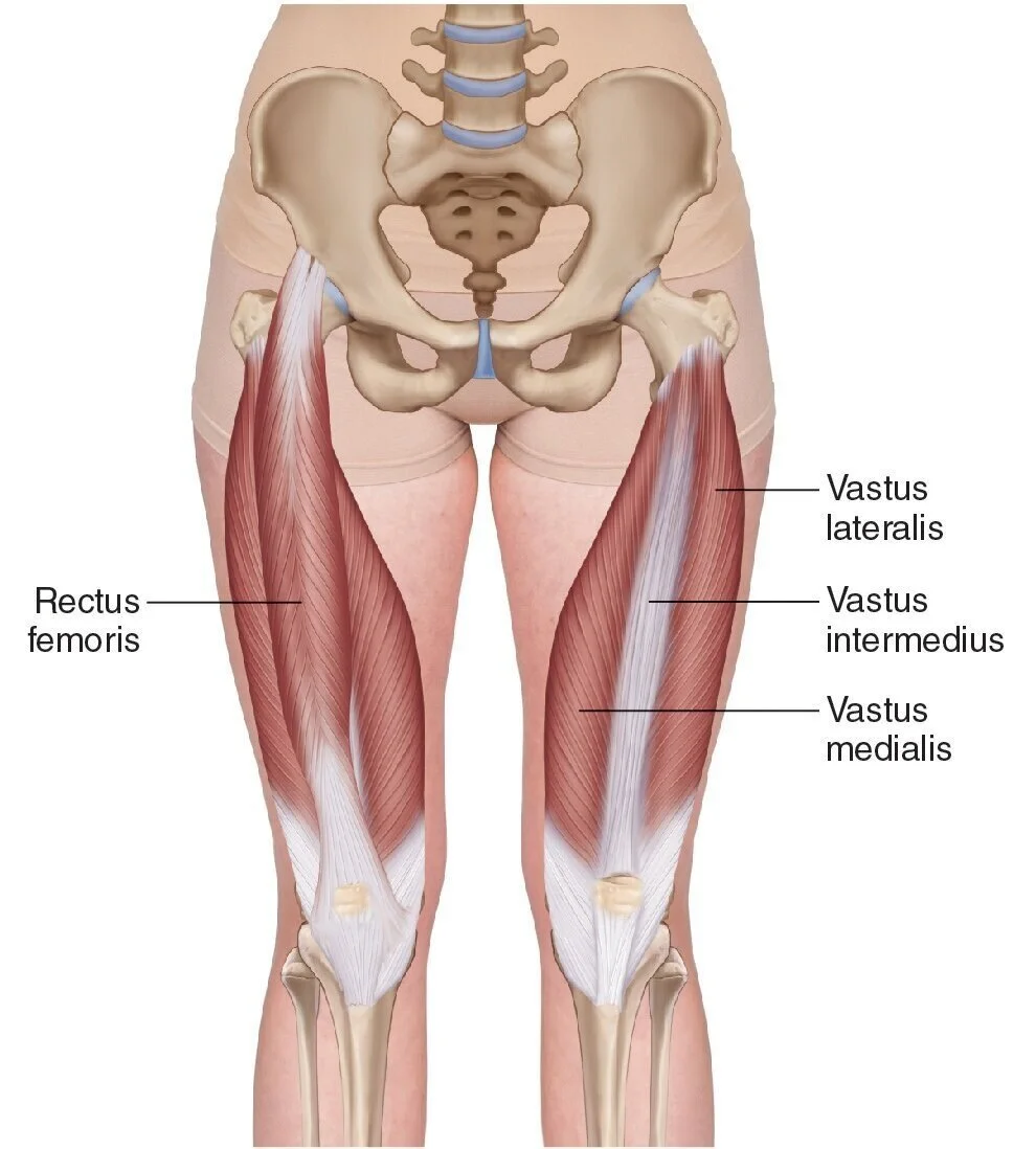 Quadriceps Femoris Muscle Anatomy Britannica 2000x2000