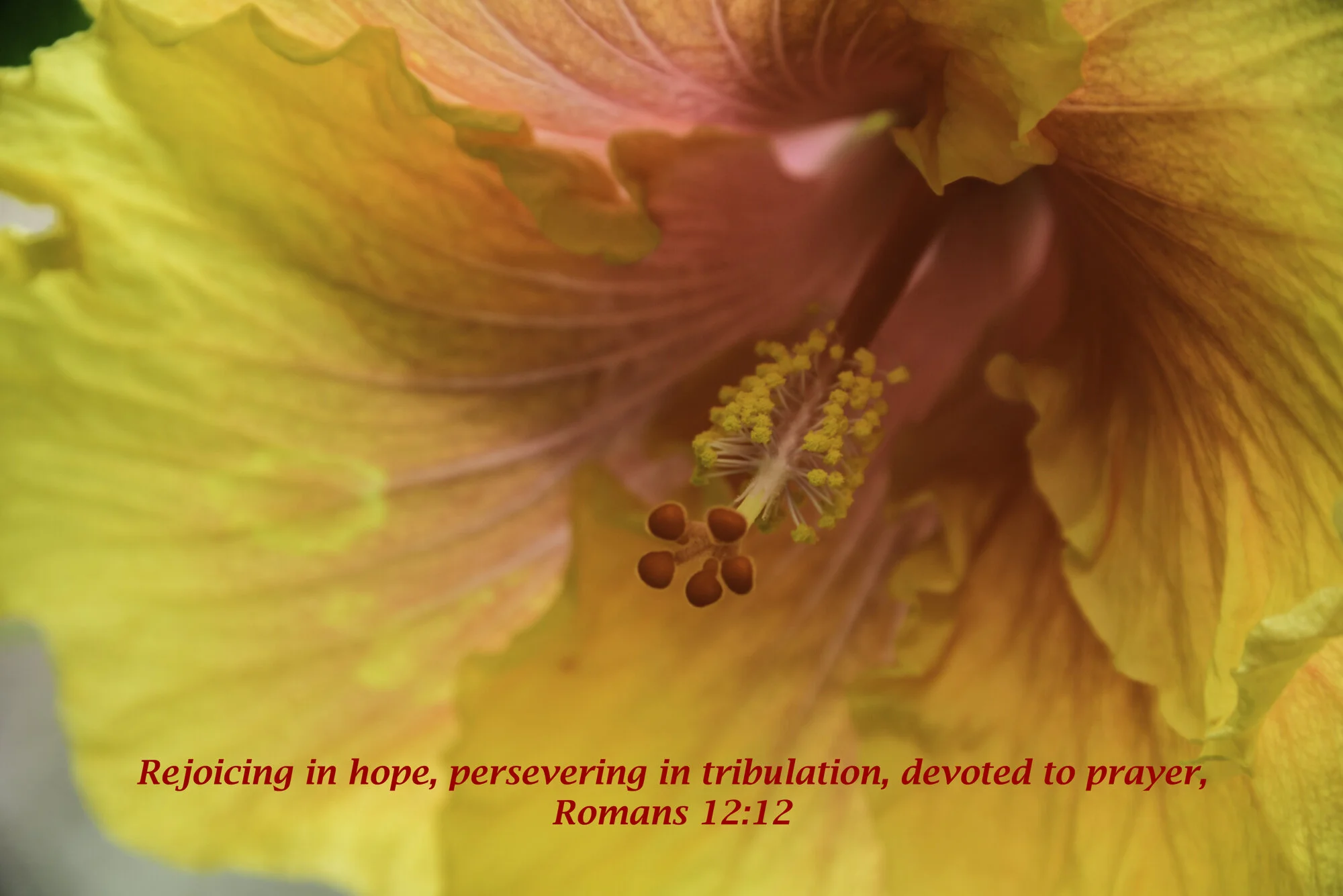 Hibiscus Romans 12.12-2.jpg
