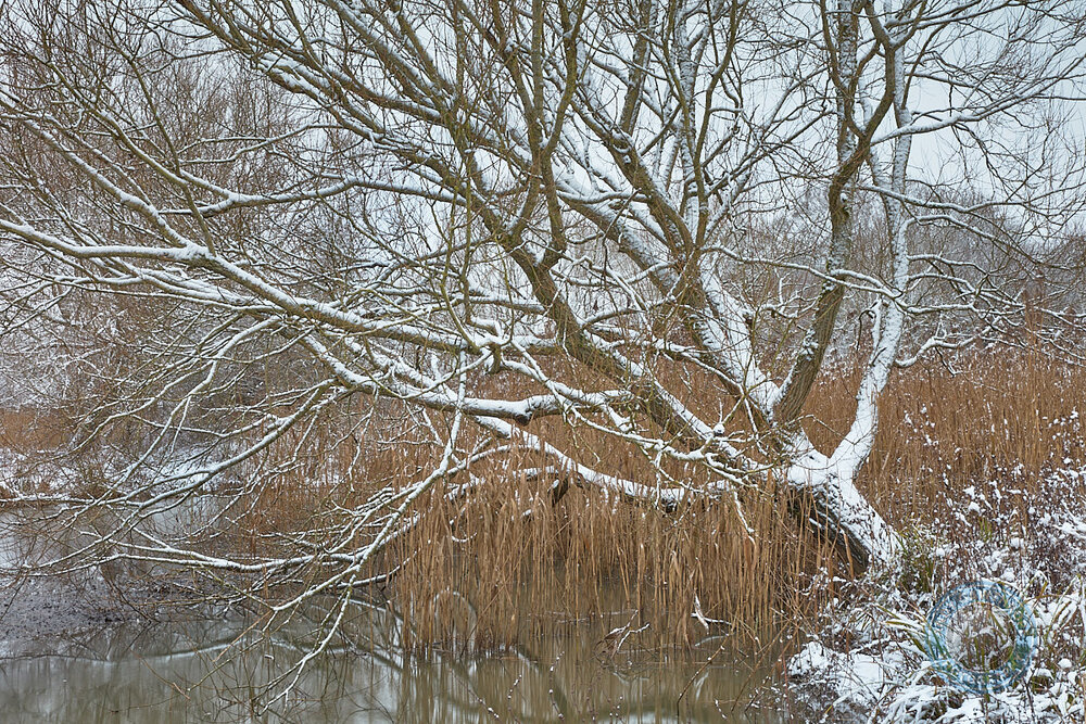 Tree at the Pond