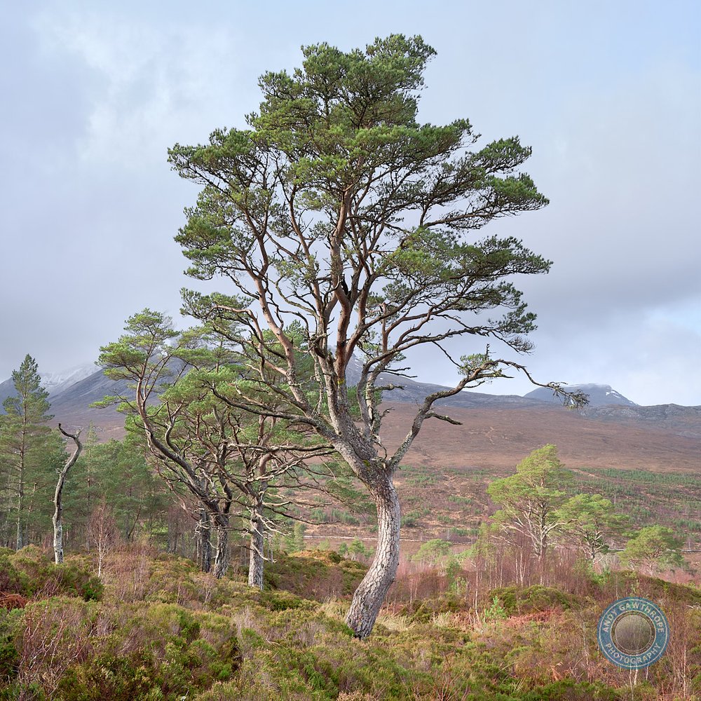Caledonian Pines near Kinlochewe