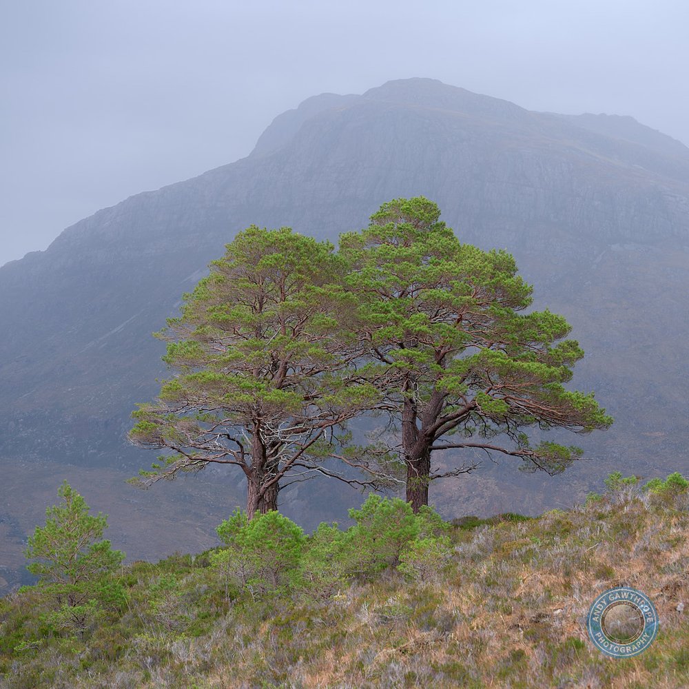 Two Caledonian Pine