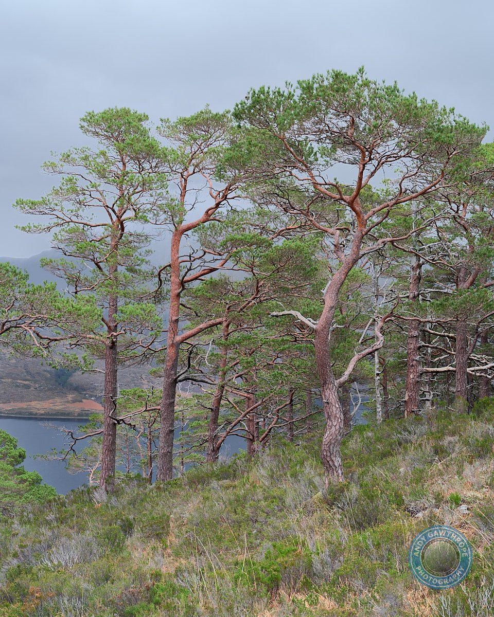 Caledonian Pine