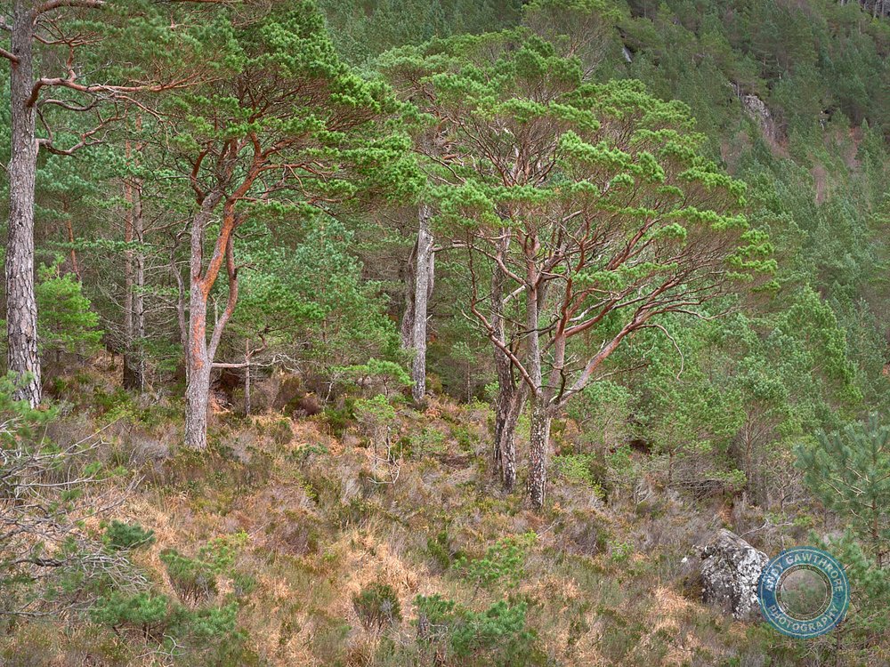 Scots Pine, Shieldaig