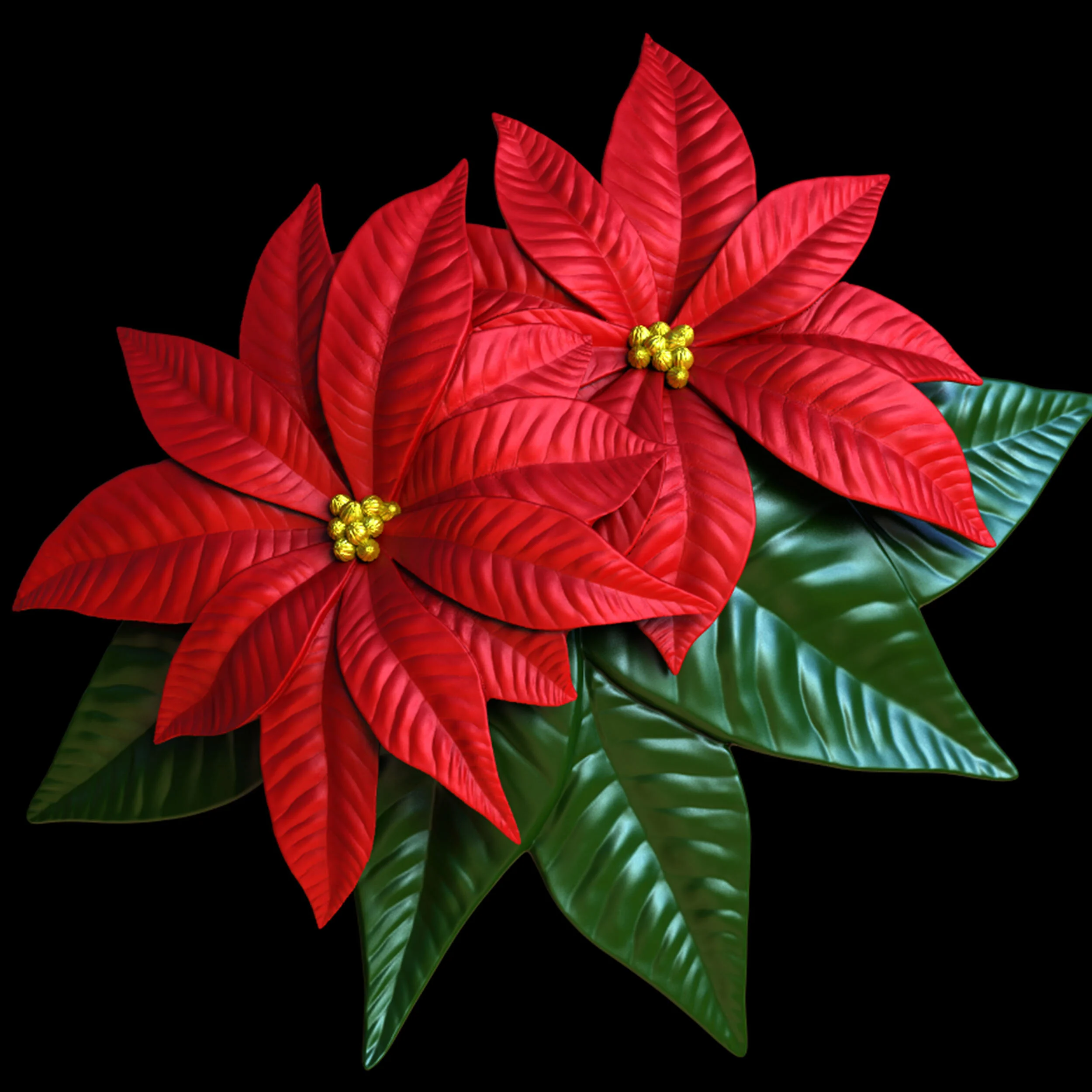 BBW-POINTSETTIA-BLACK.jpeg