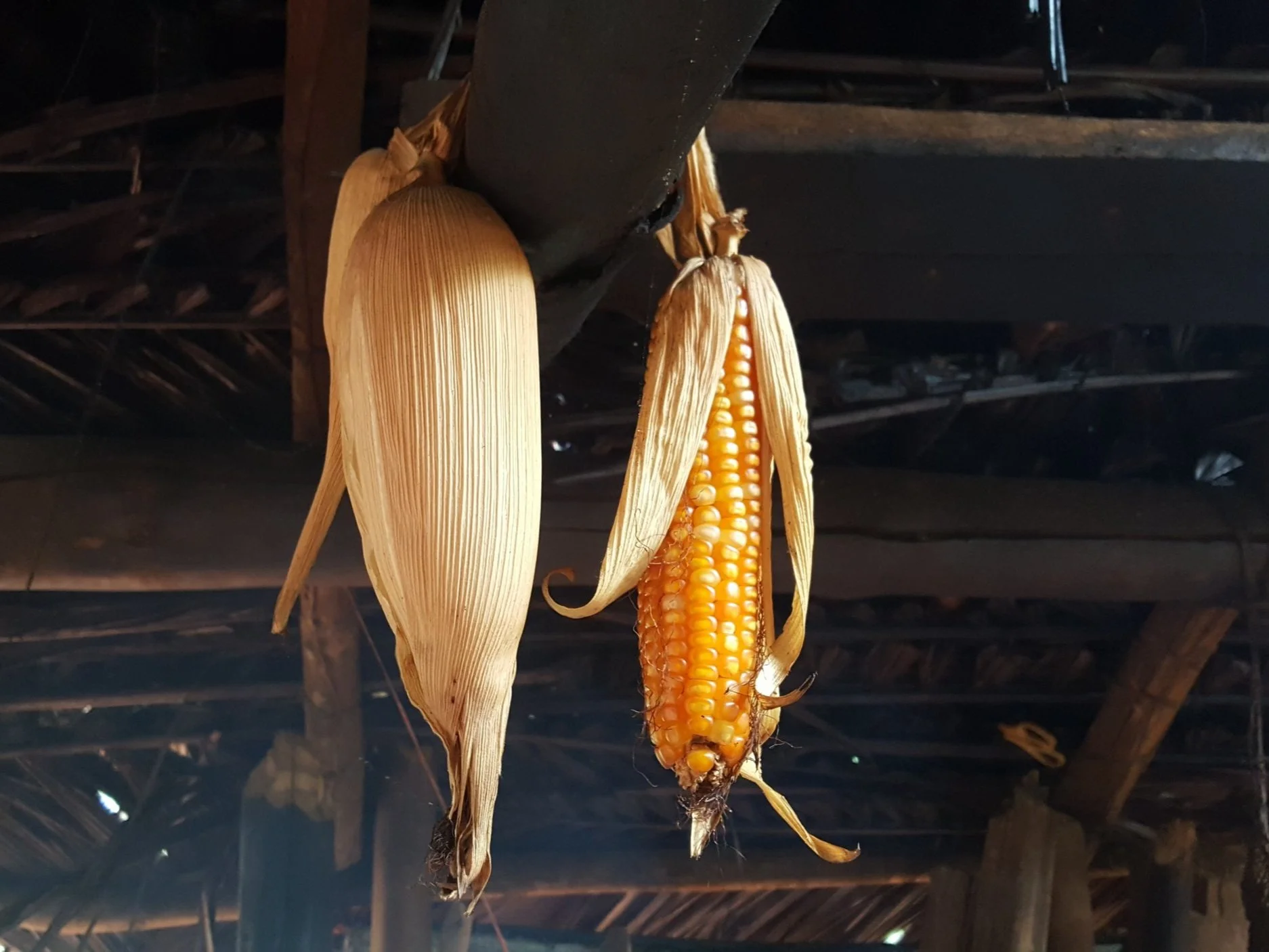 maize saved for seed