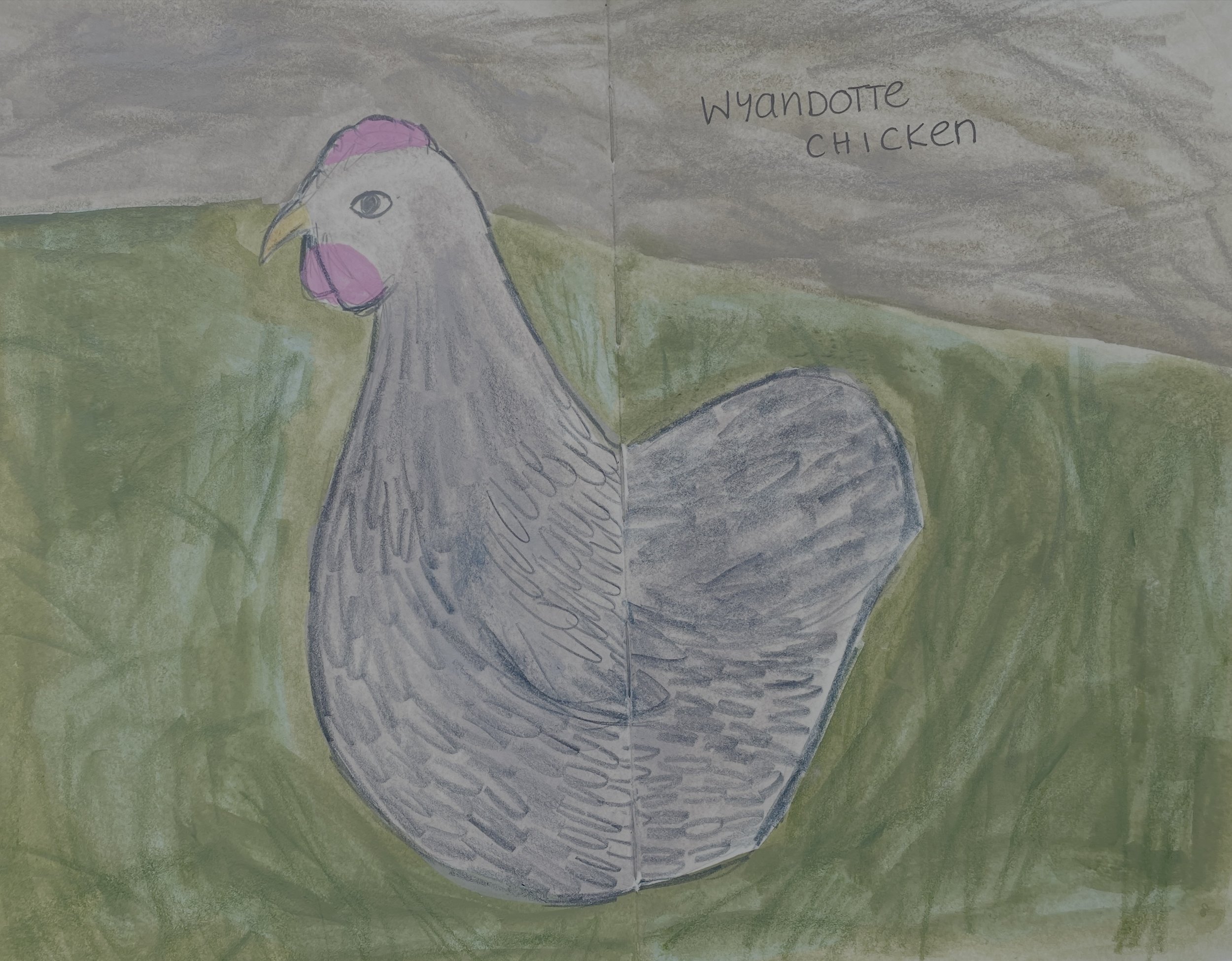 Wyandotte Chicken.jpg
