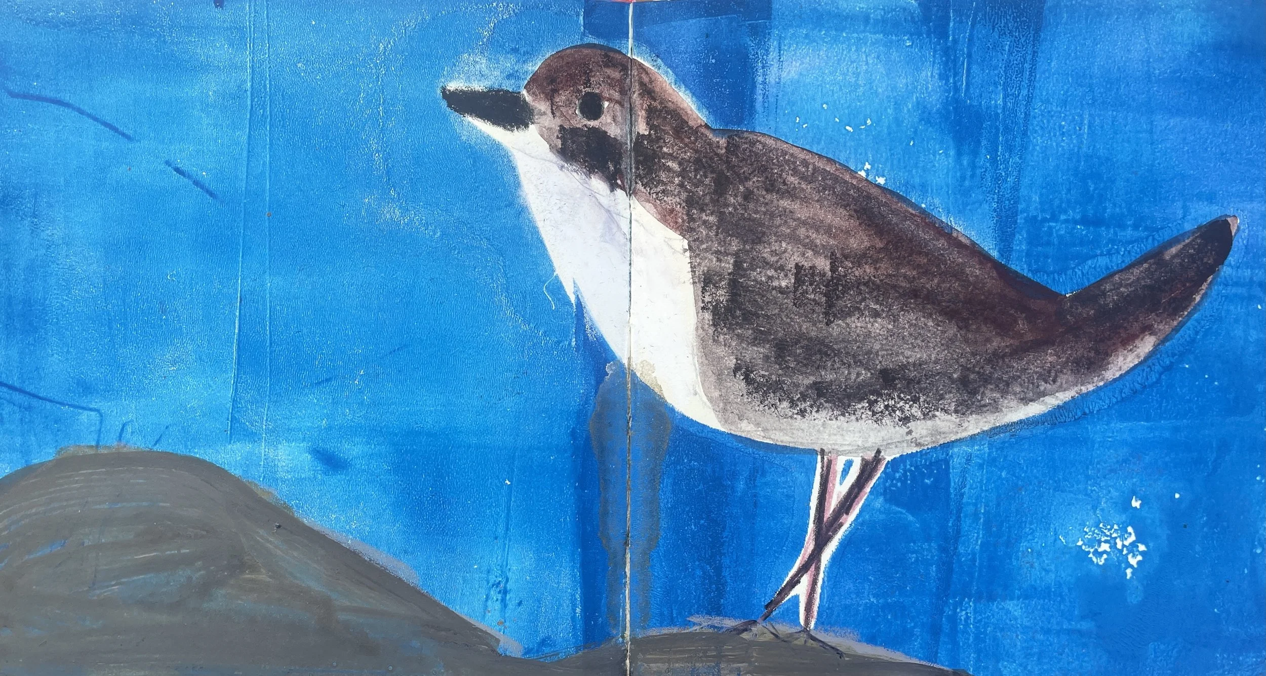 Wasseramsel.jpg