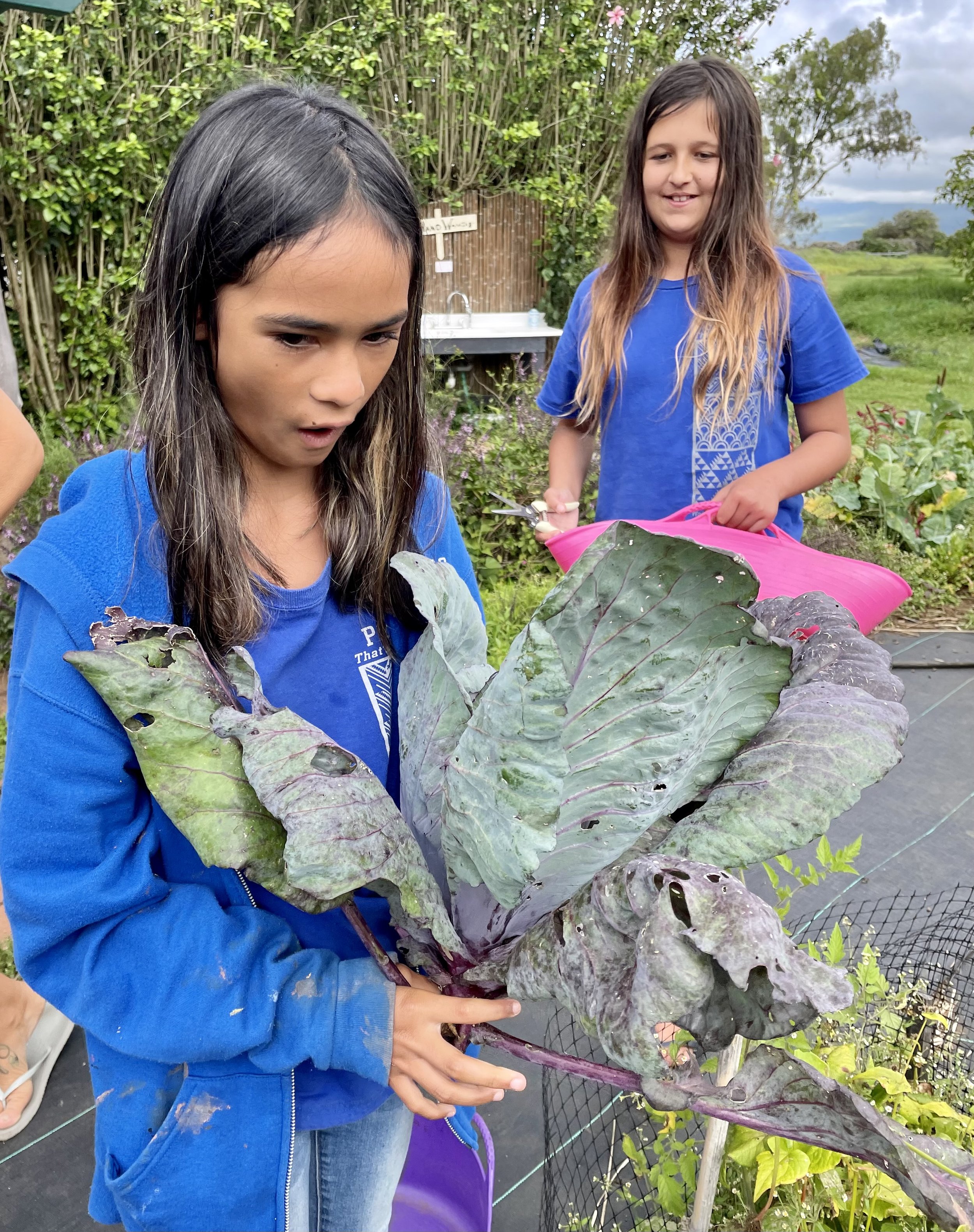 Giselle and Neveah Harvesting Cabbage.jpg