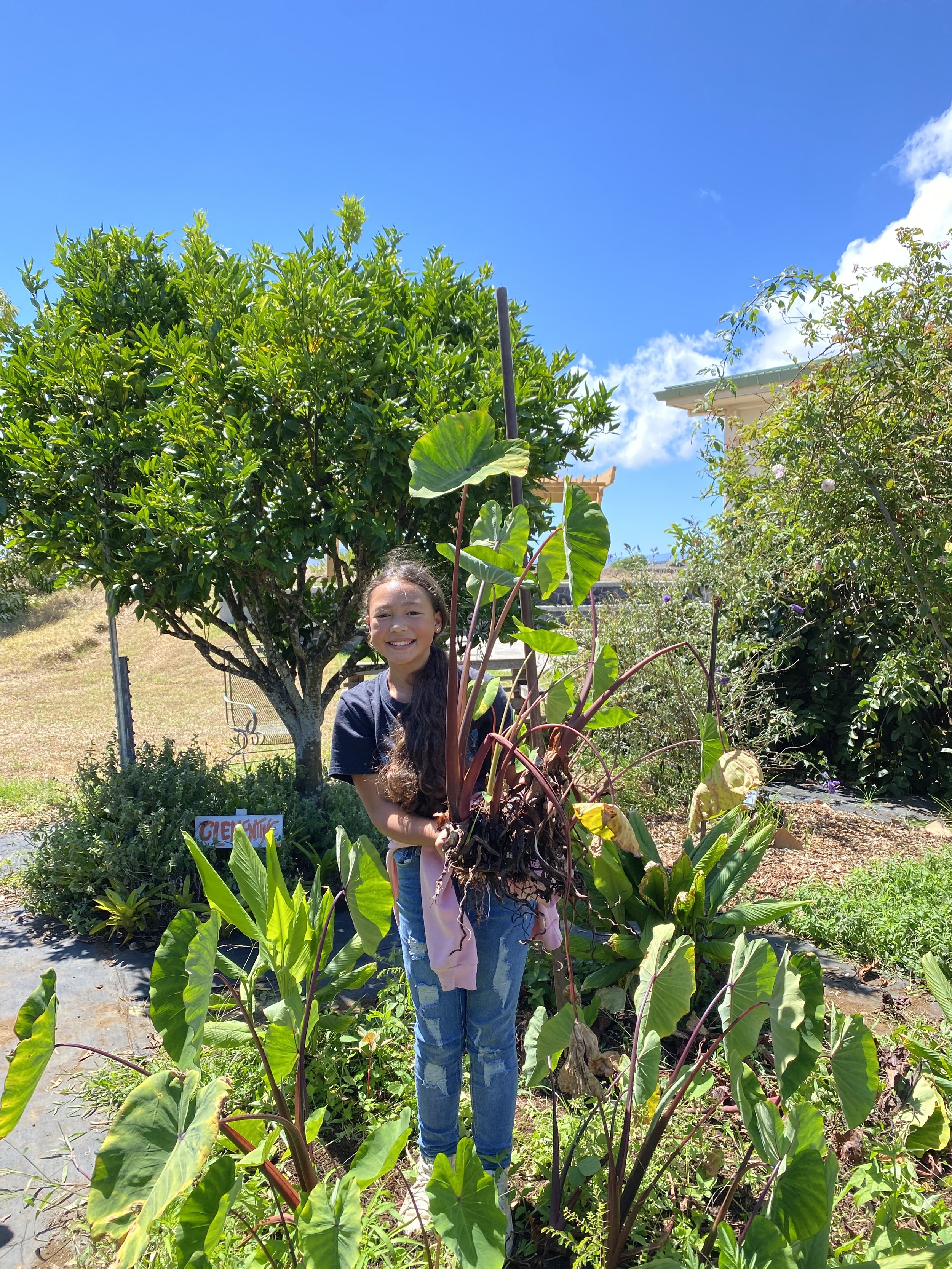 6thG Kalo Harvest.JPG