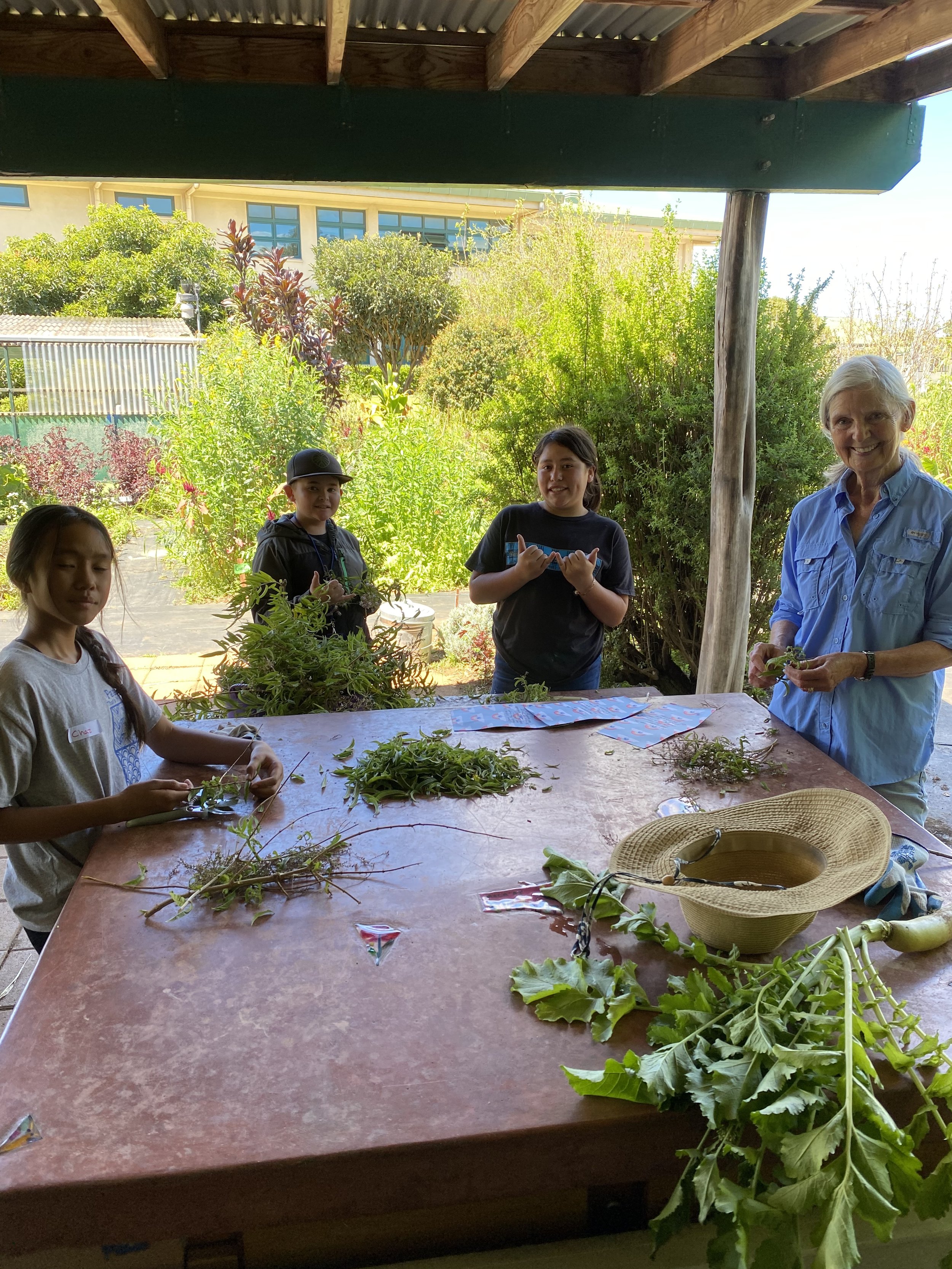 6th lemon verbena harvest w kathy.JPG