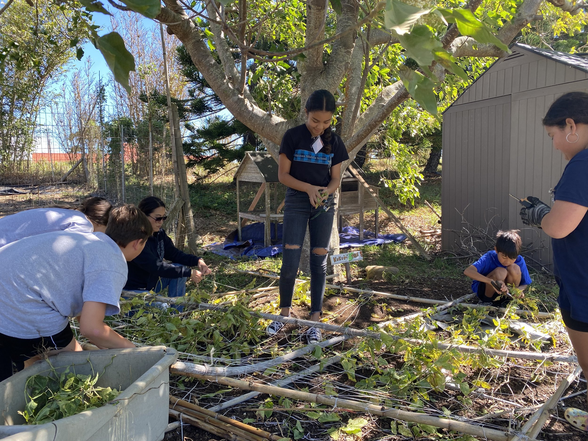 Clearing trellis.jpg