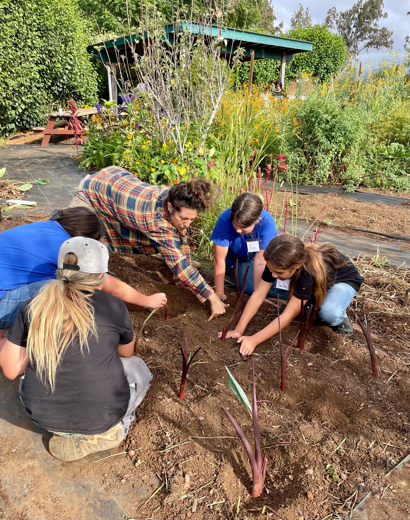 zoe and kids planting kalo.JPG