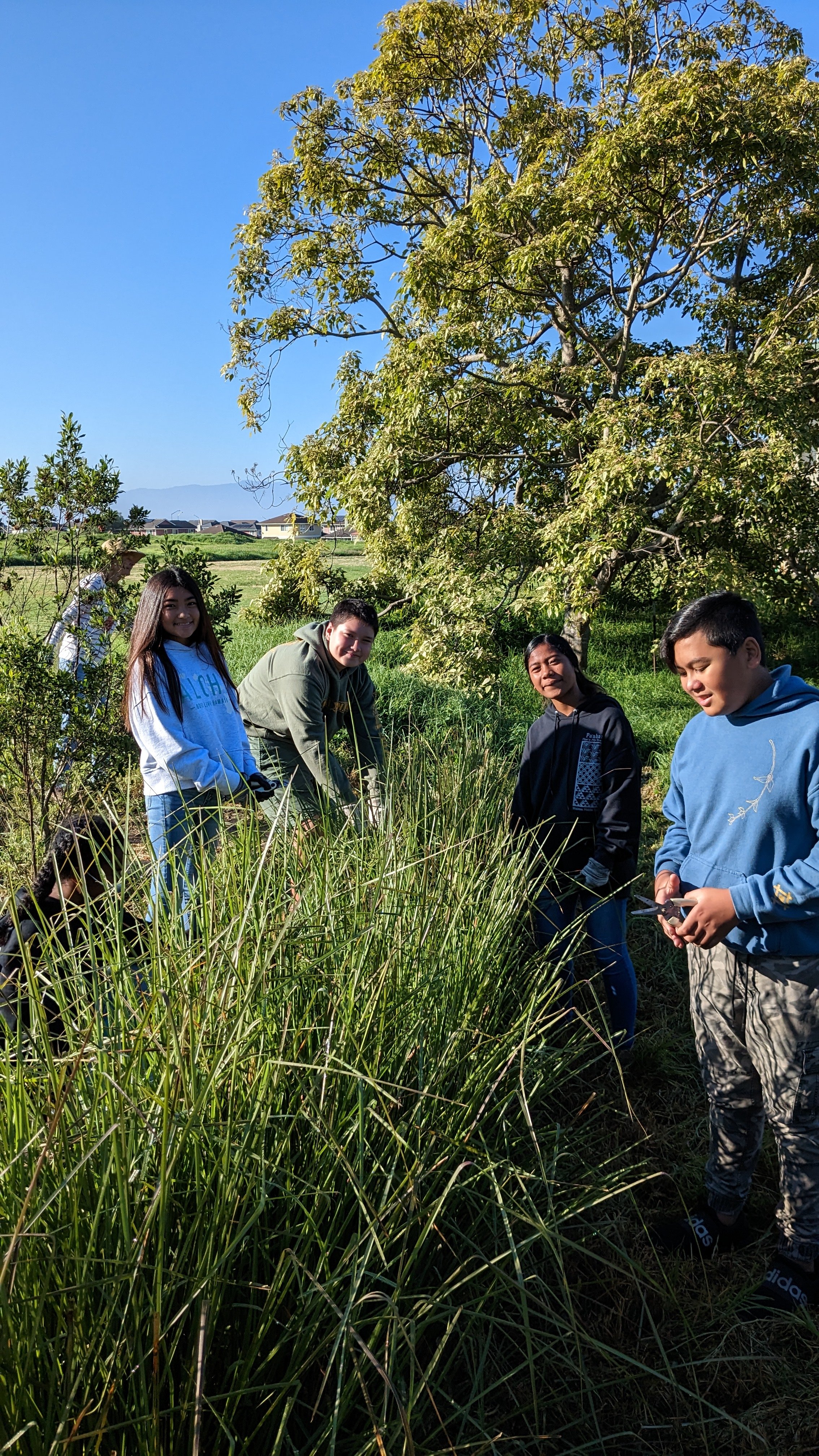 Vetiver Grass Harvest.jpg