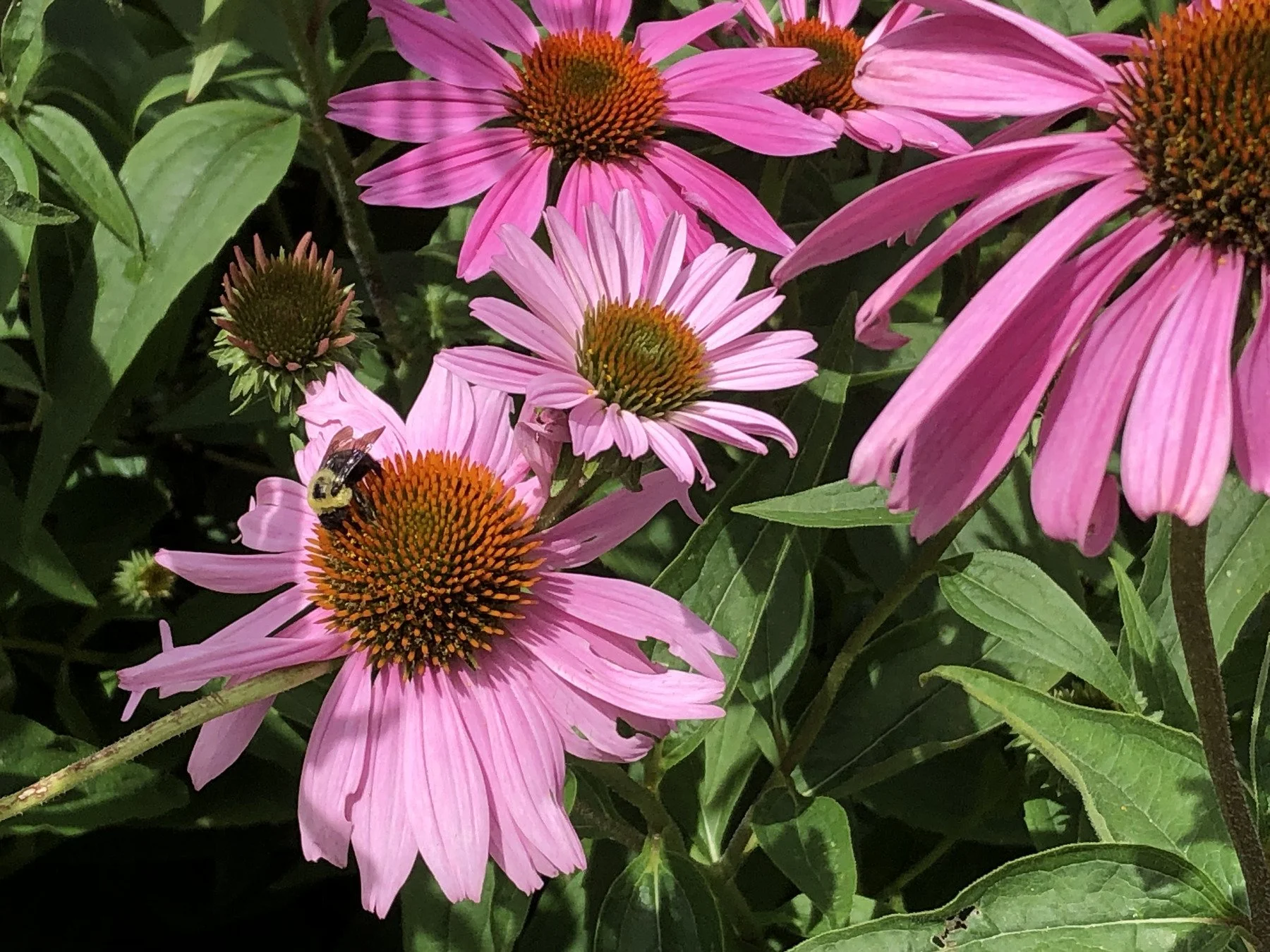 purple flowers with bee