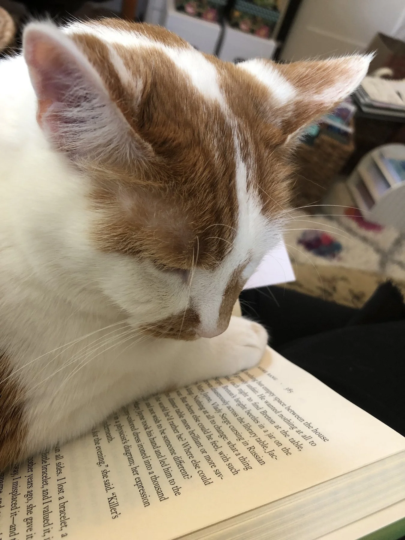 cat with book