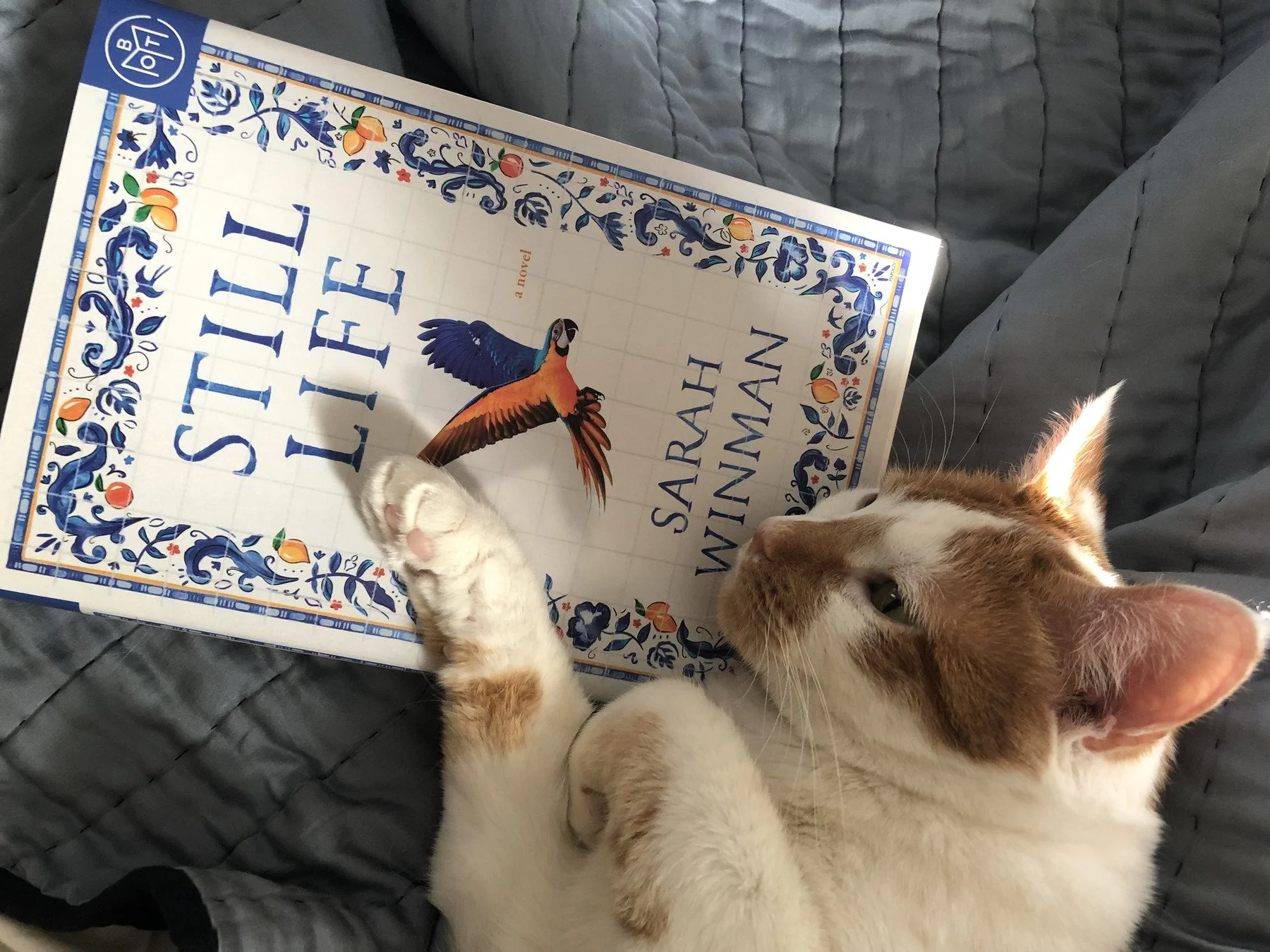 book cover (Still Life) with cat