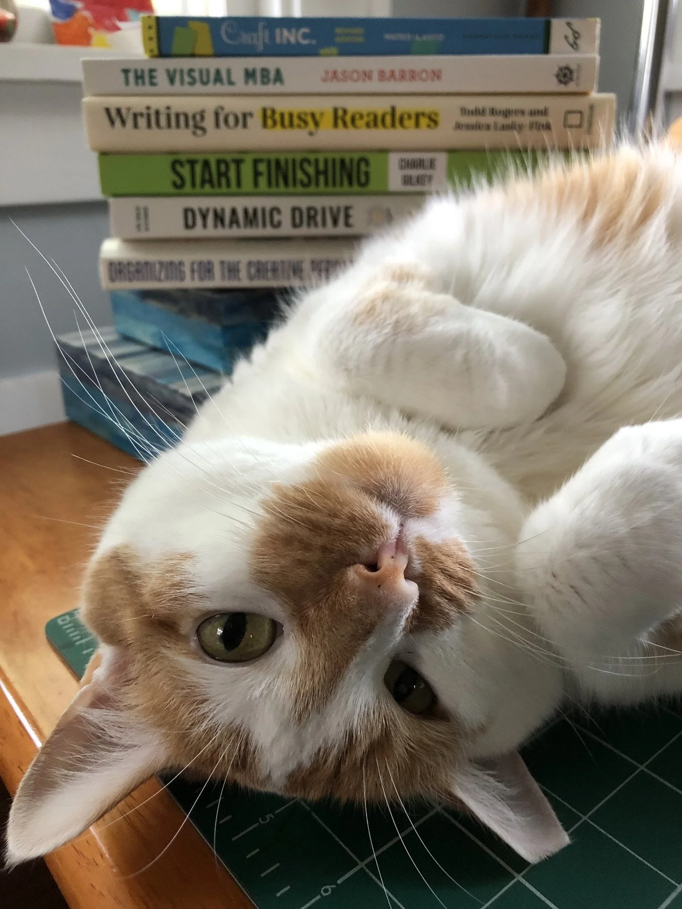 cute cat with books