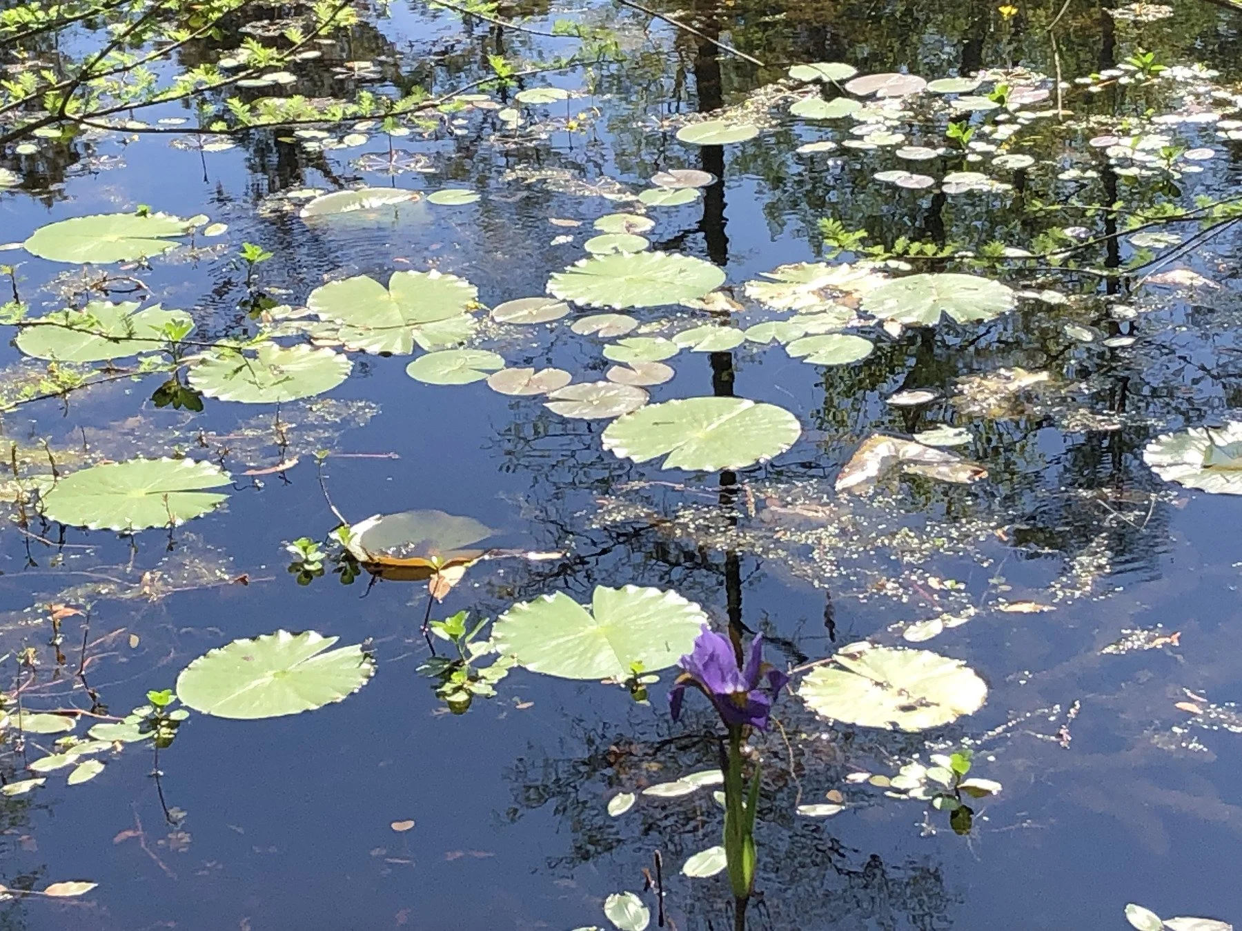waterlillies on pond
