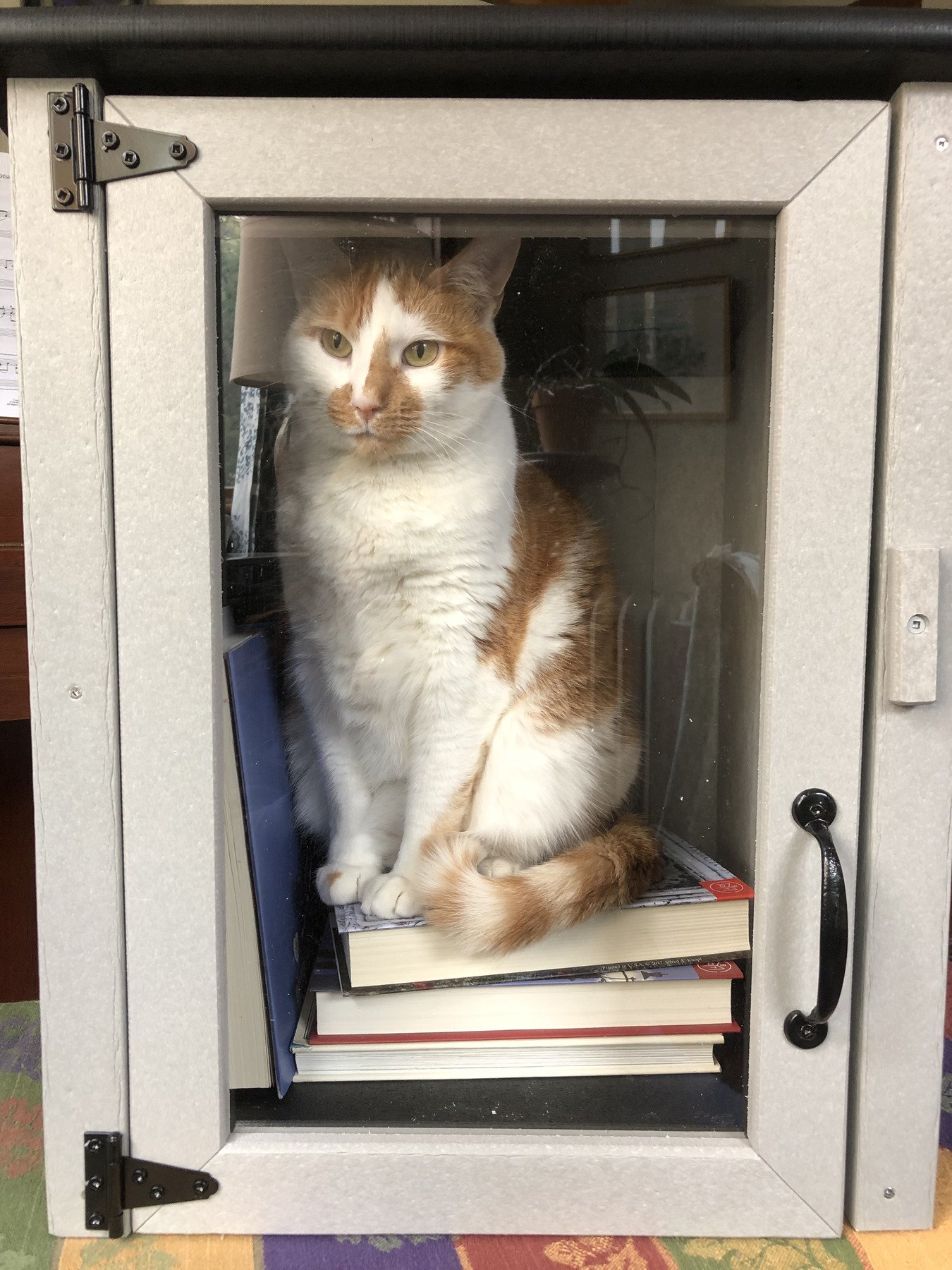 cat in a Little Free library