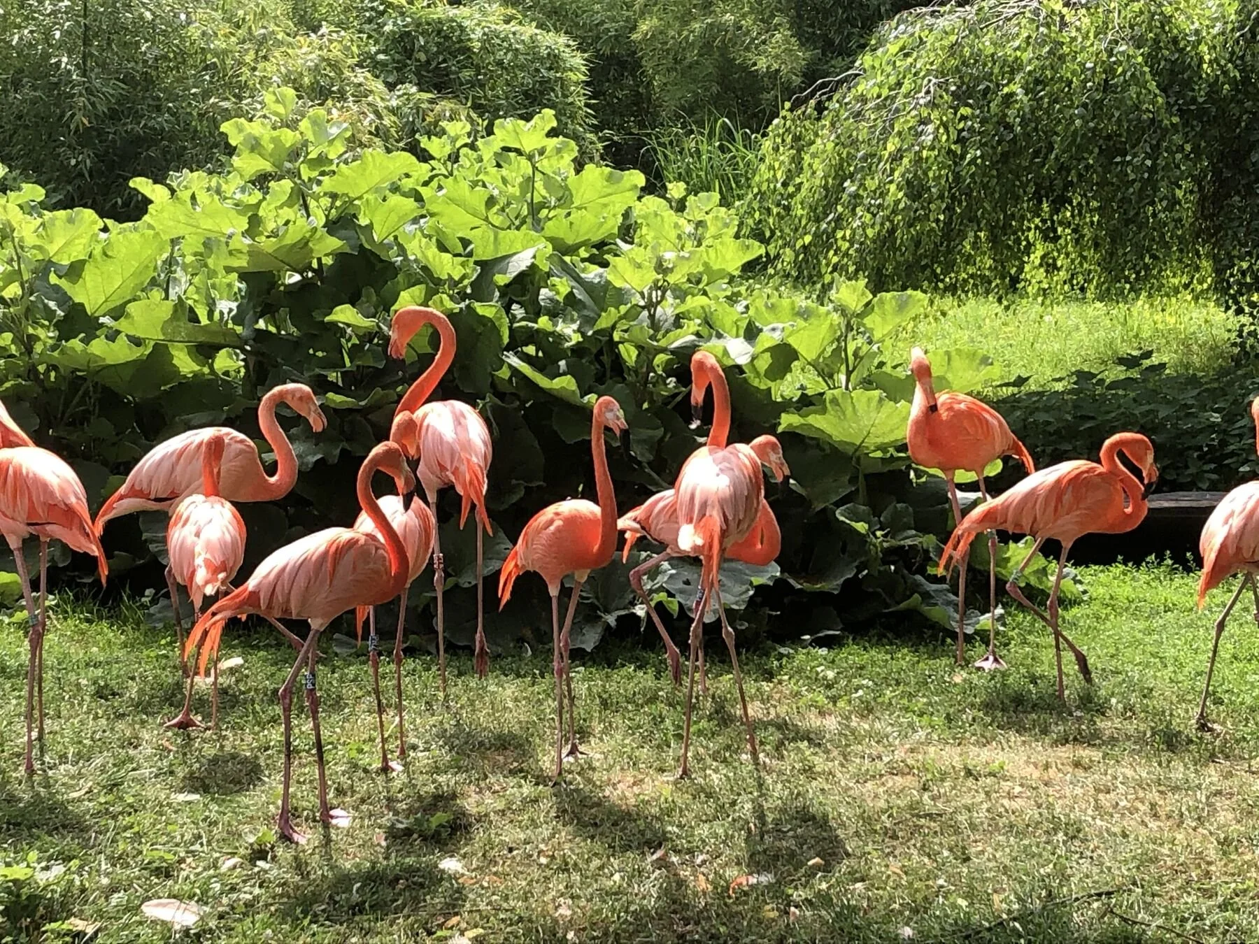 Word, Image, Song: Flamingo