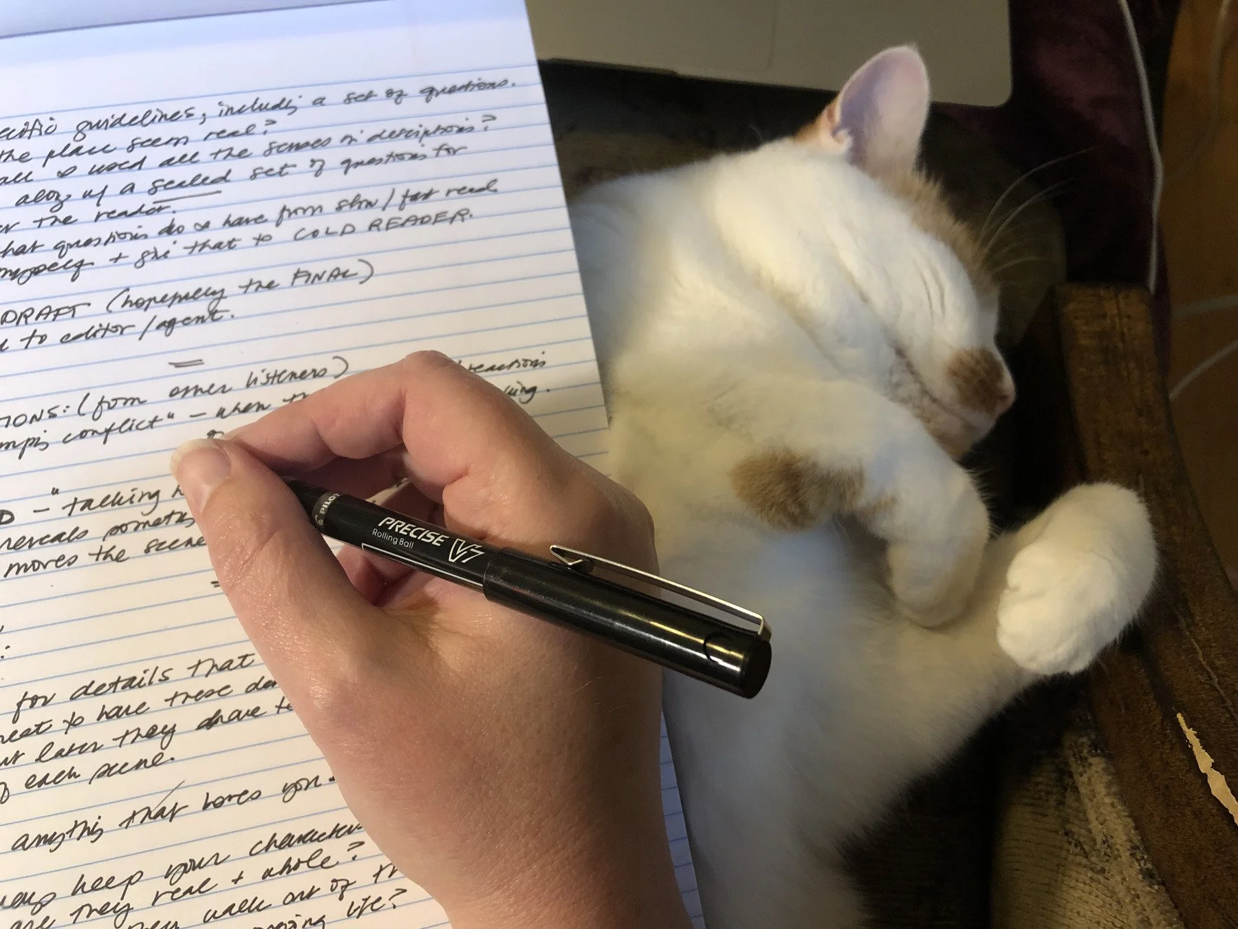 close-up of writing with sleeping cat beside