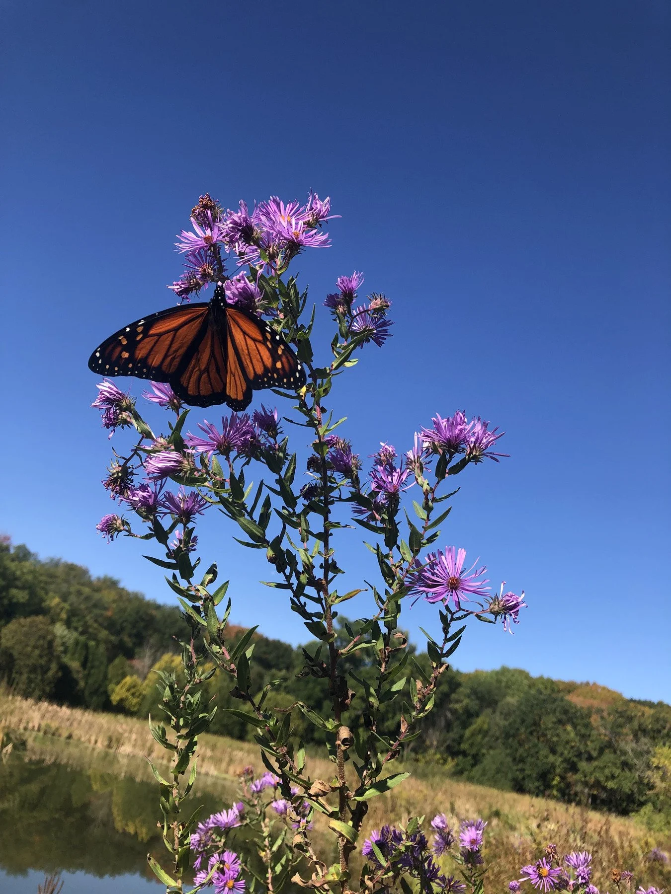 monarch butterfly on purple flower