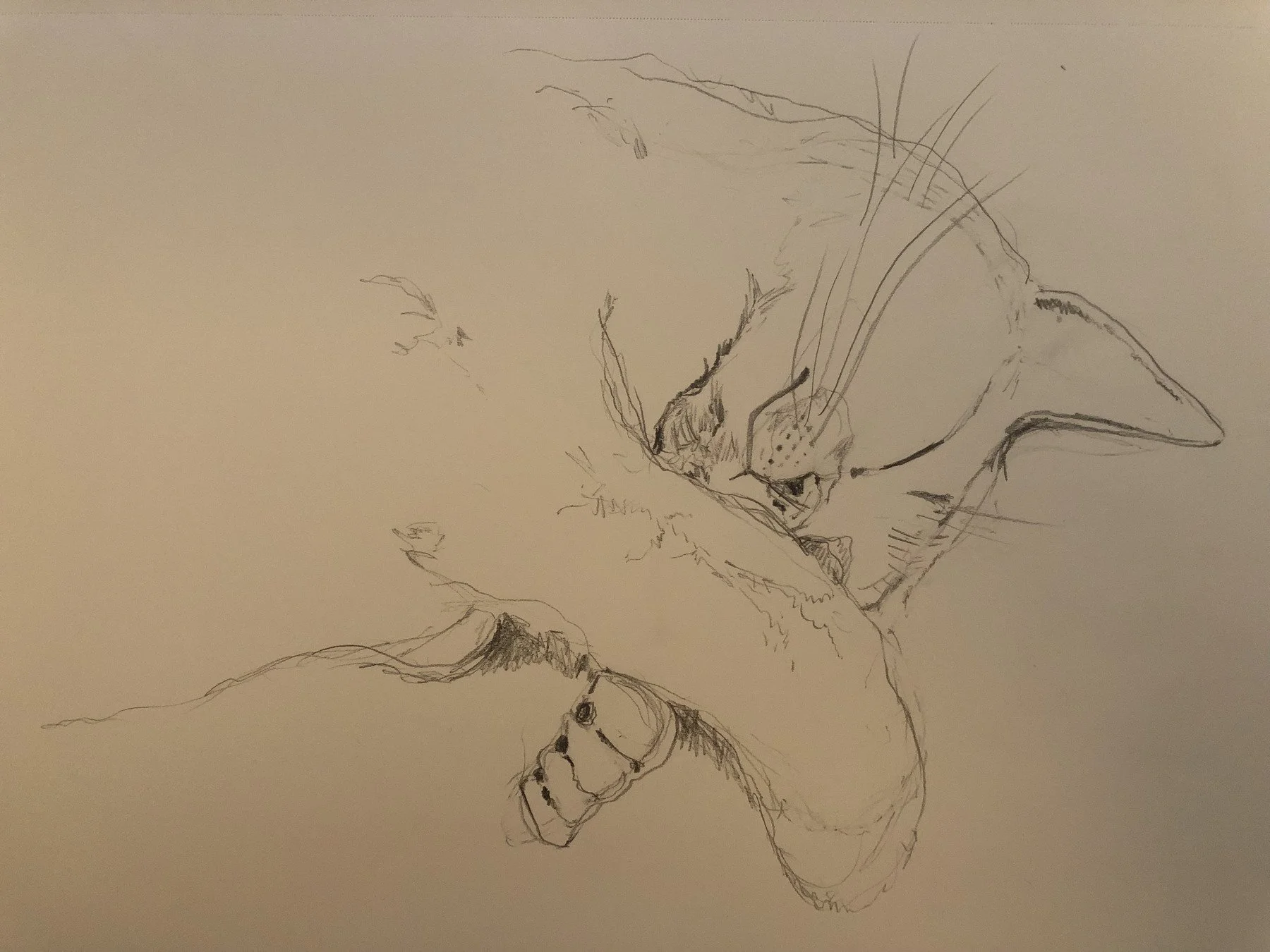 cat illustration by Rachel