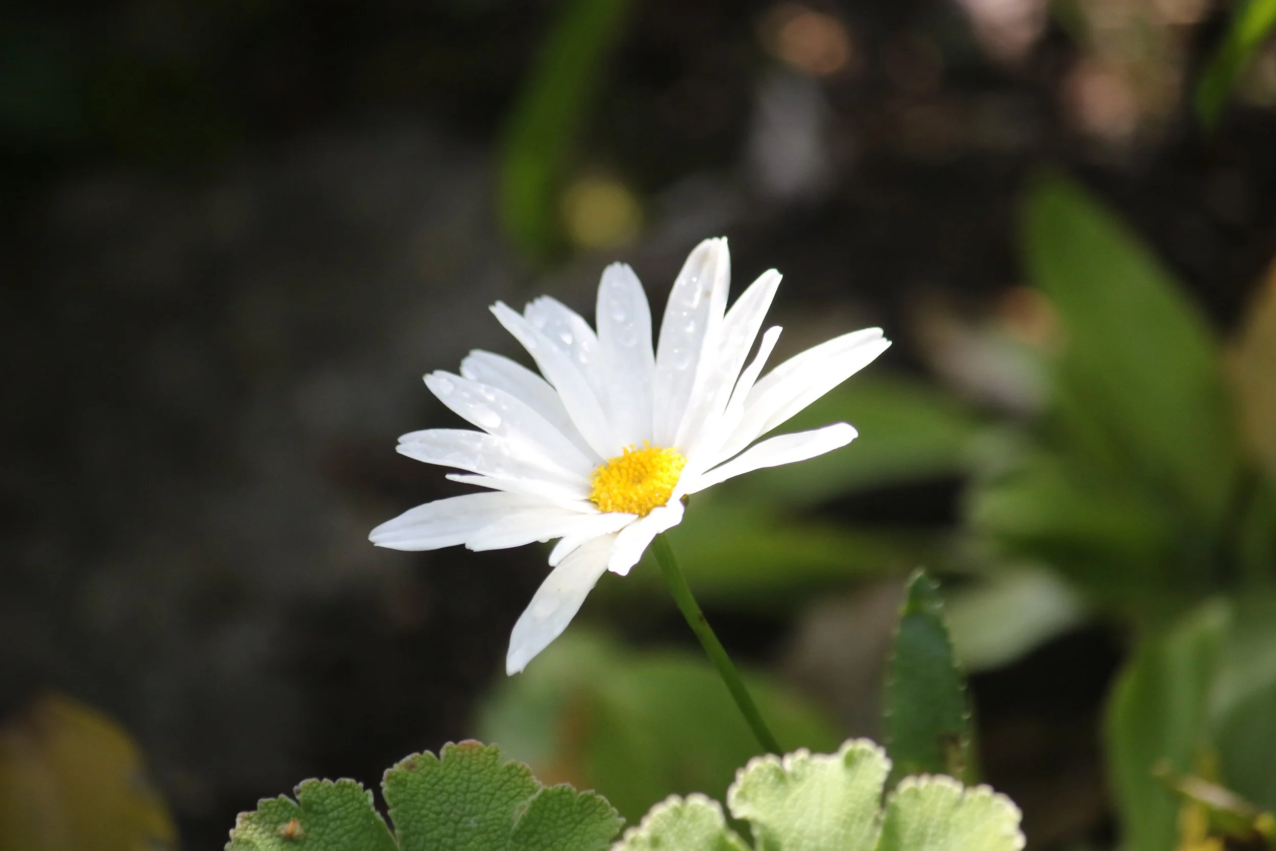 Korrektur og språkvask for Mediaplant